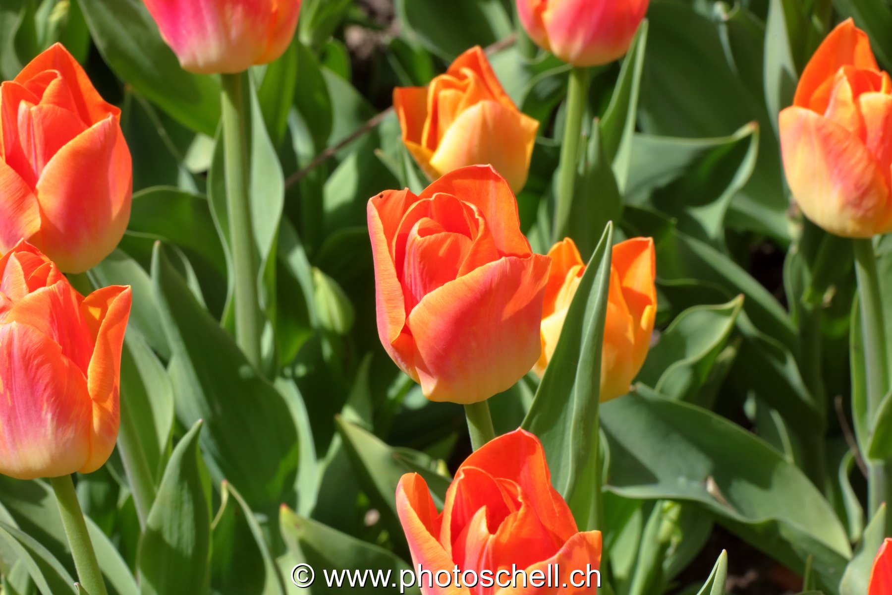 Tulipes