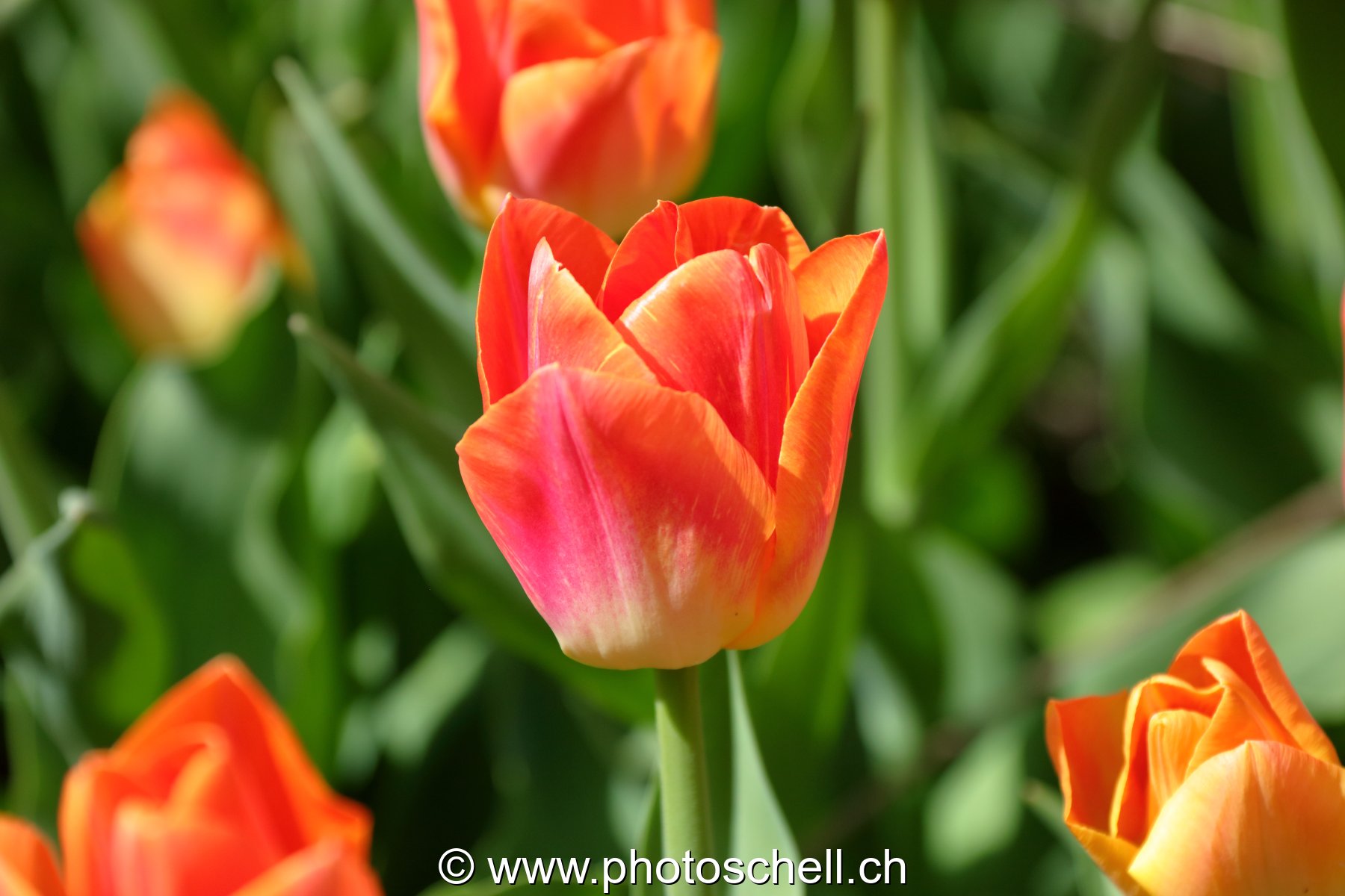 Tulipes