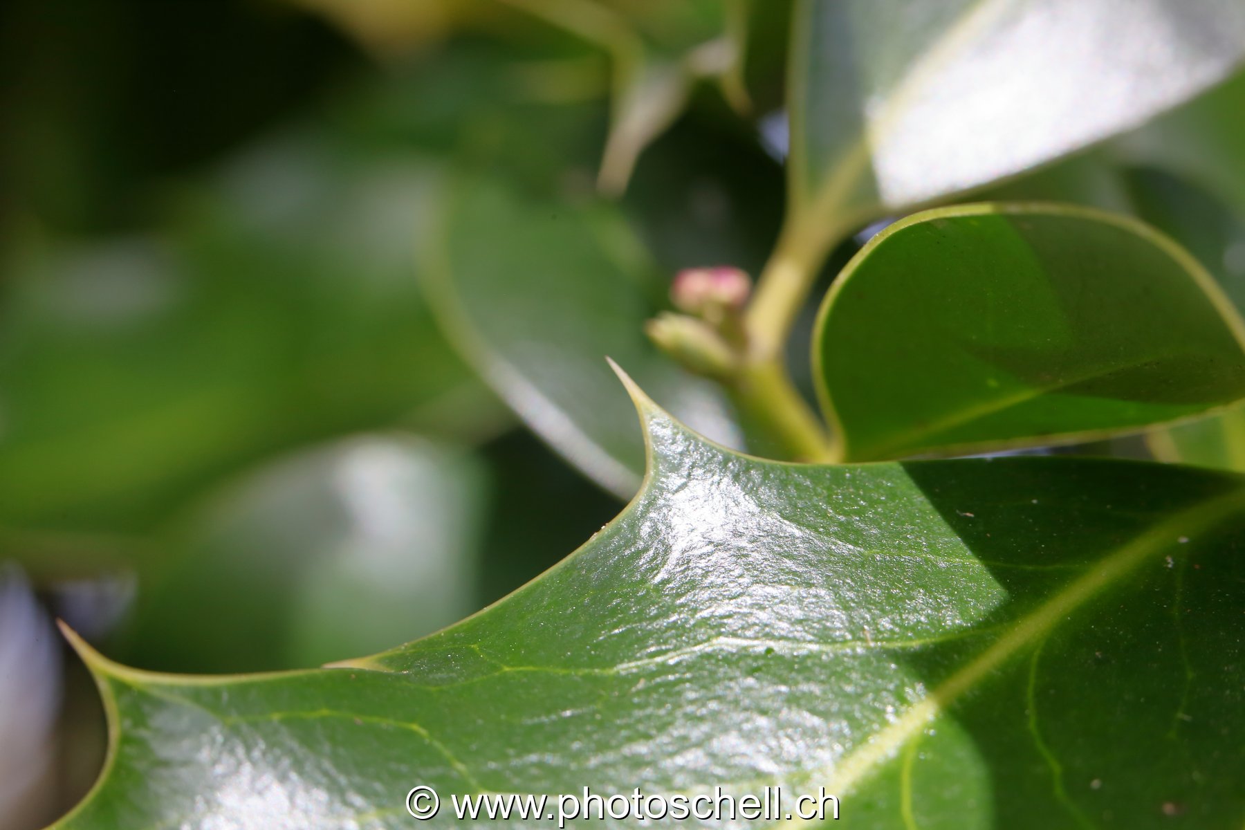 Feuille de houx (macro)