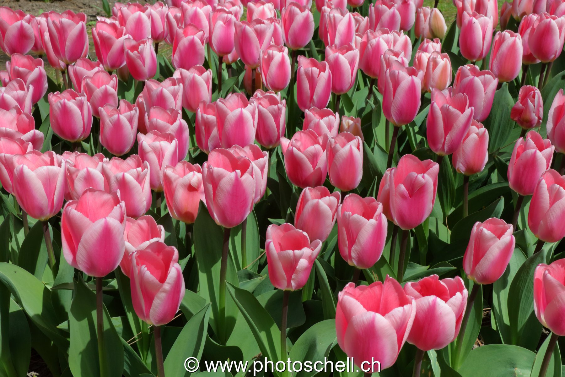 Parterre de tulipes