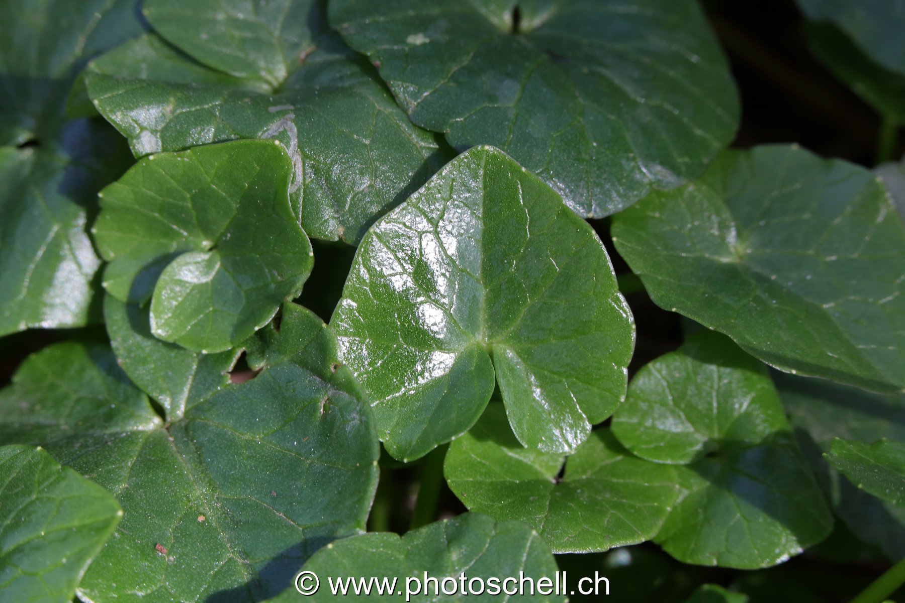 Feuilles