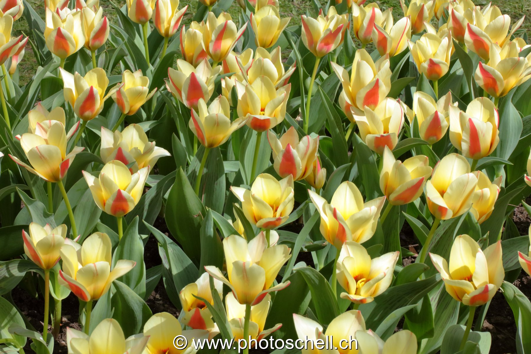 Parterre de tulipes