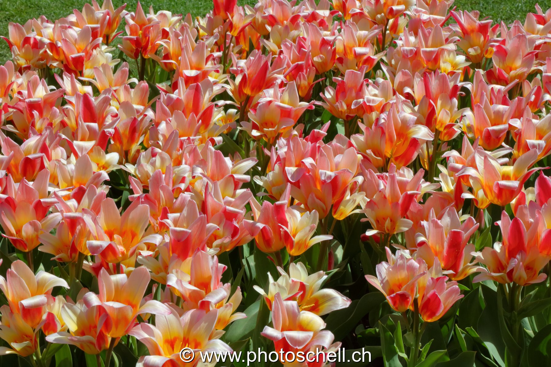 Parterre de tulipes