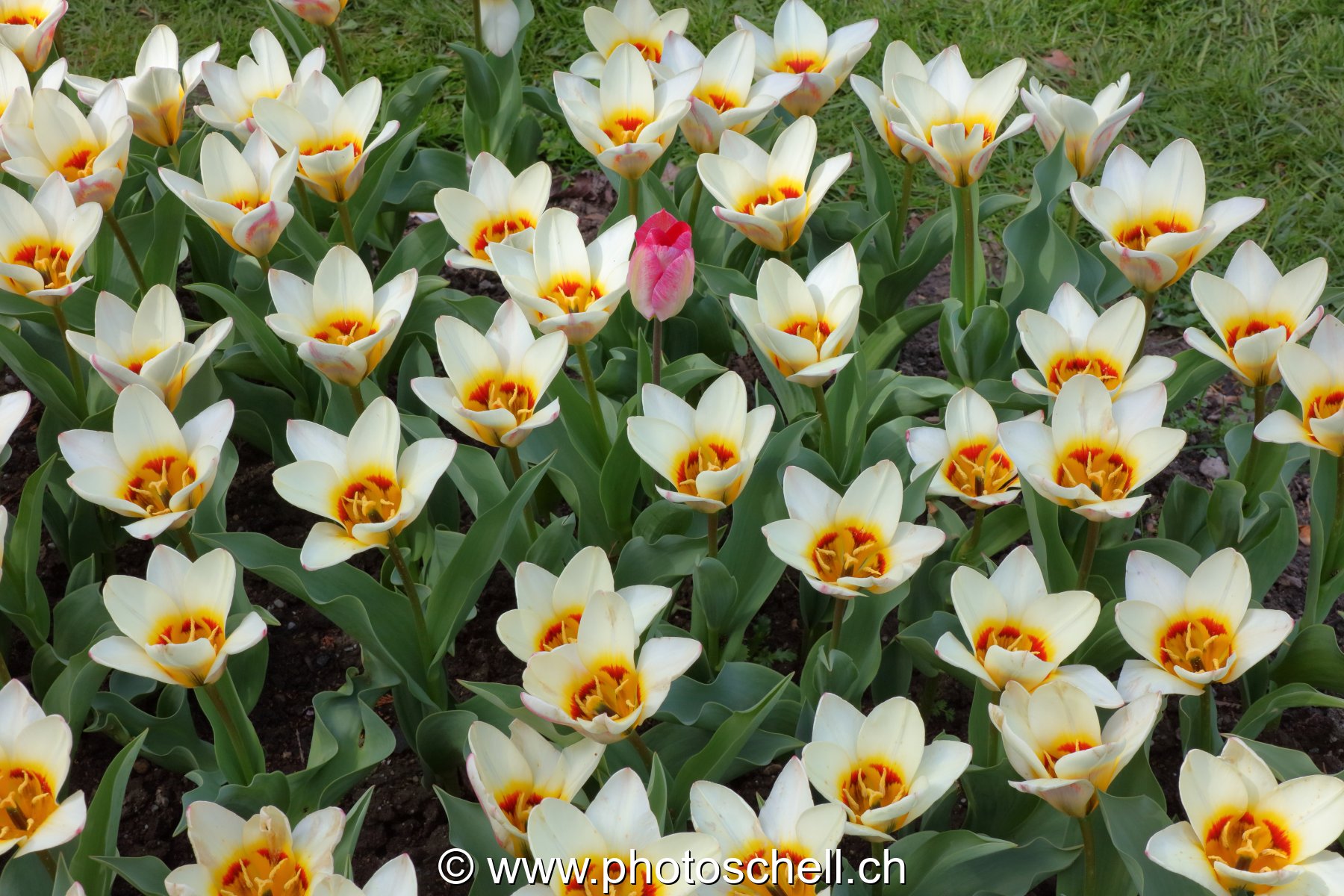 Parterre de tulipes