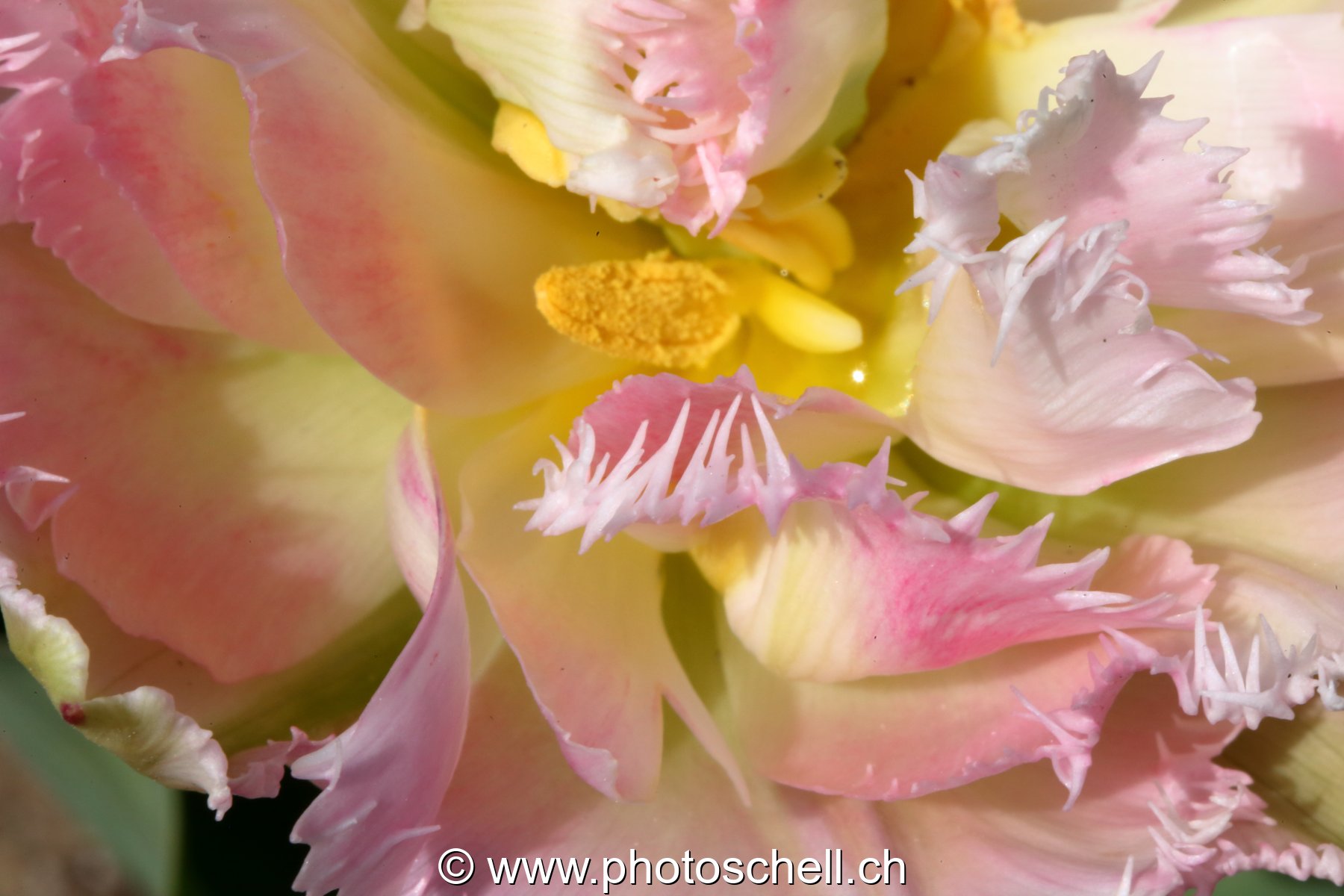 Tulipe dentellée (macro)