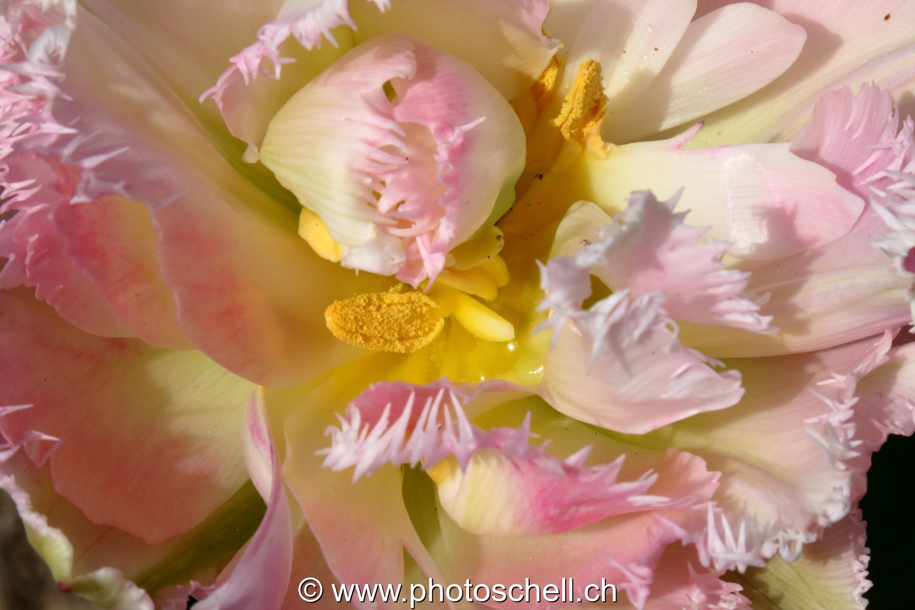 Tulipe dentellée (macro)