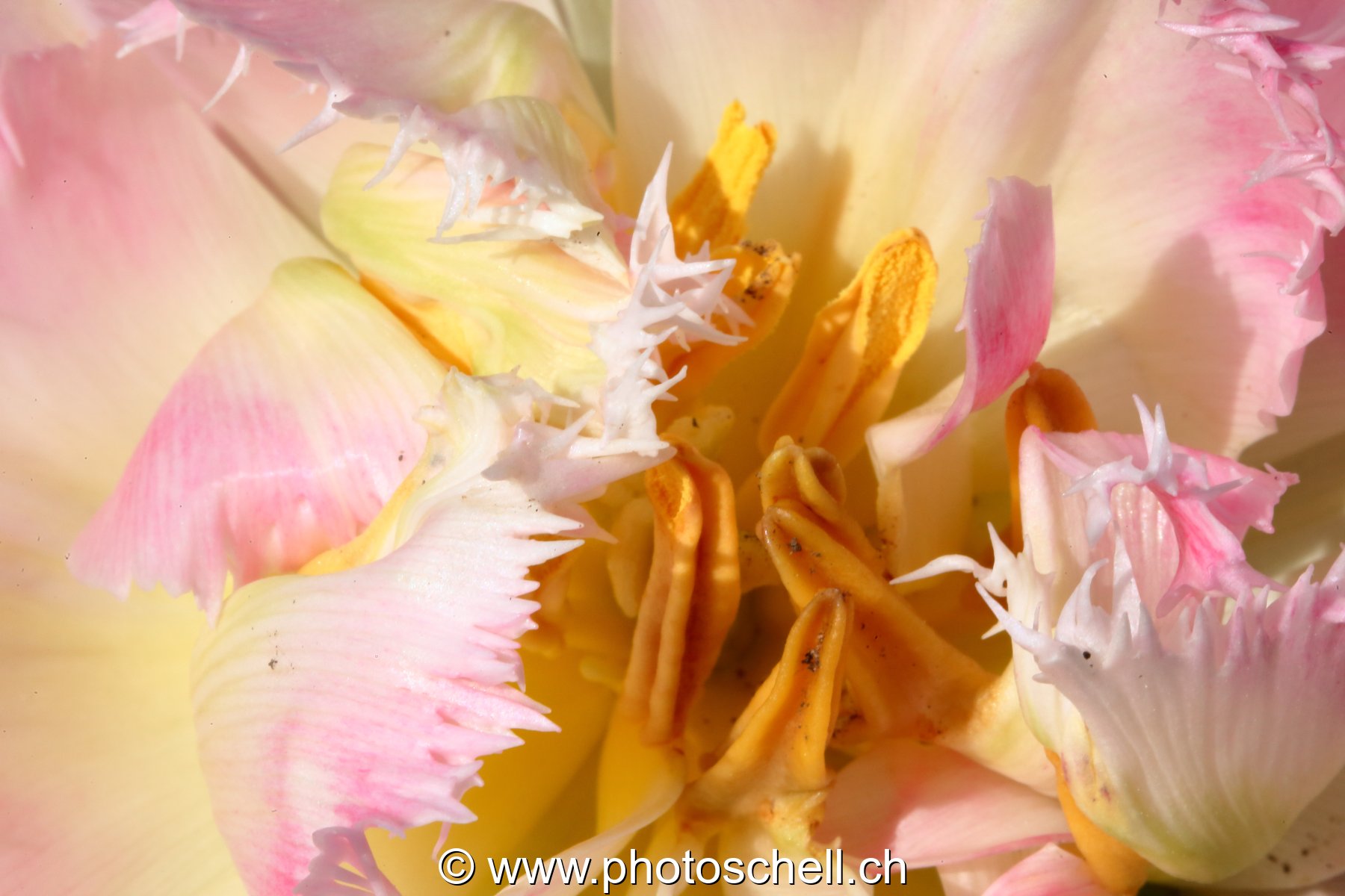 Tulipe dentellée (macro)