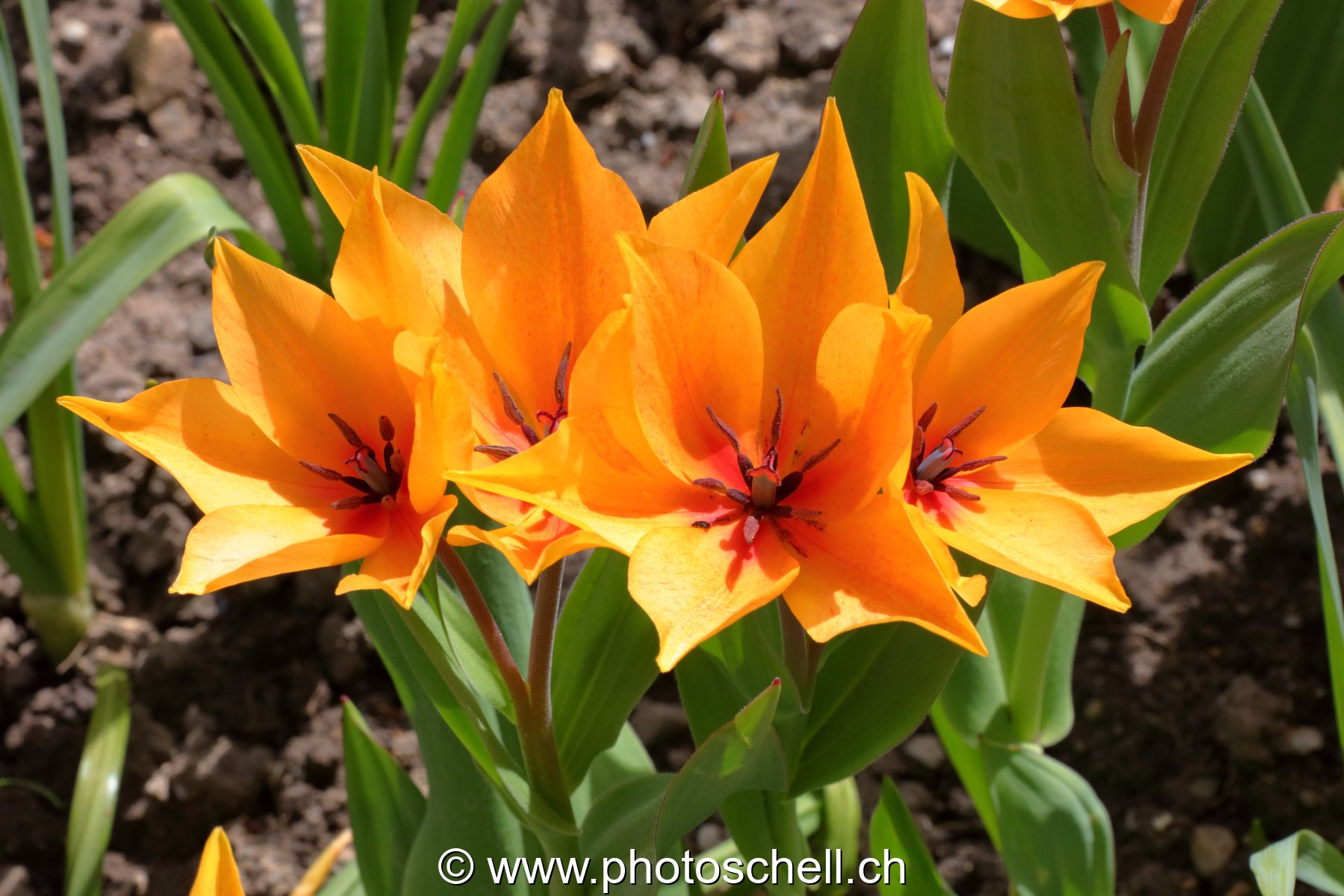Tulipes à multiples fleurs