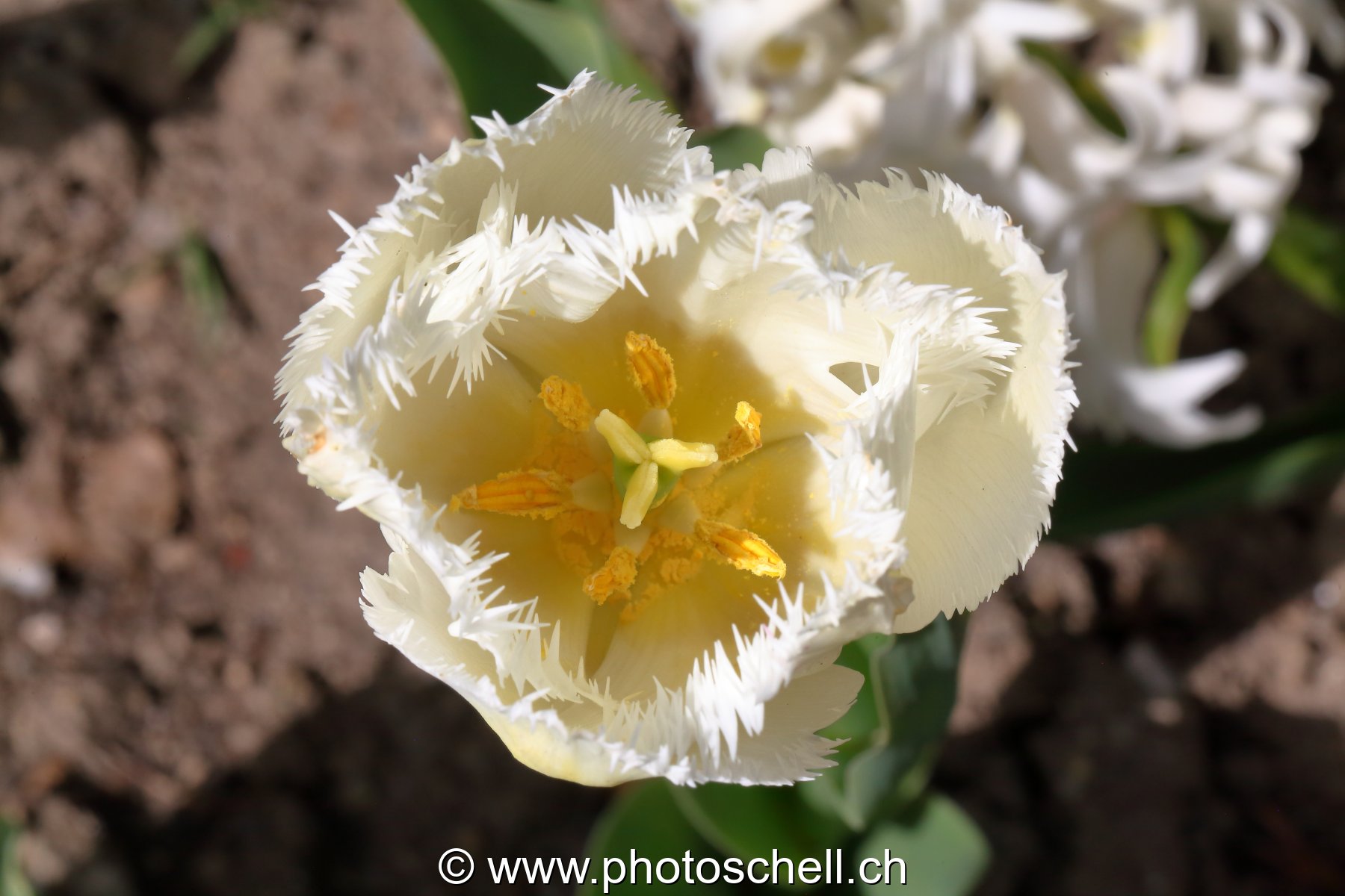 Tulipe dentellée