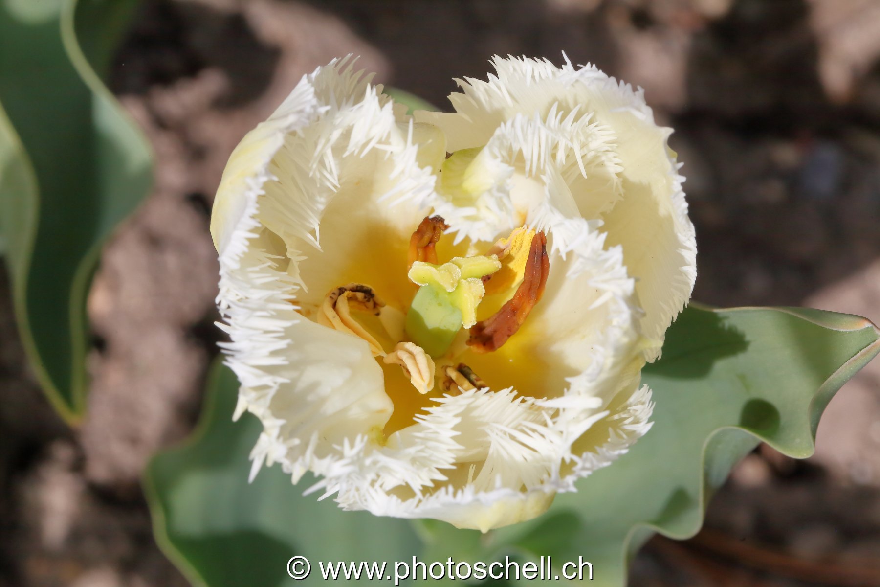 Tulipe dentellée