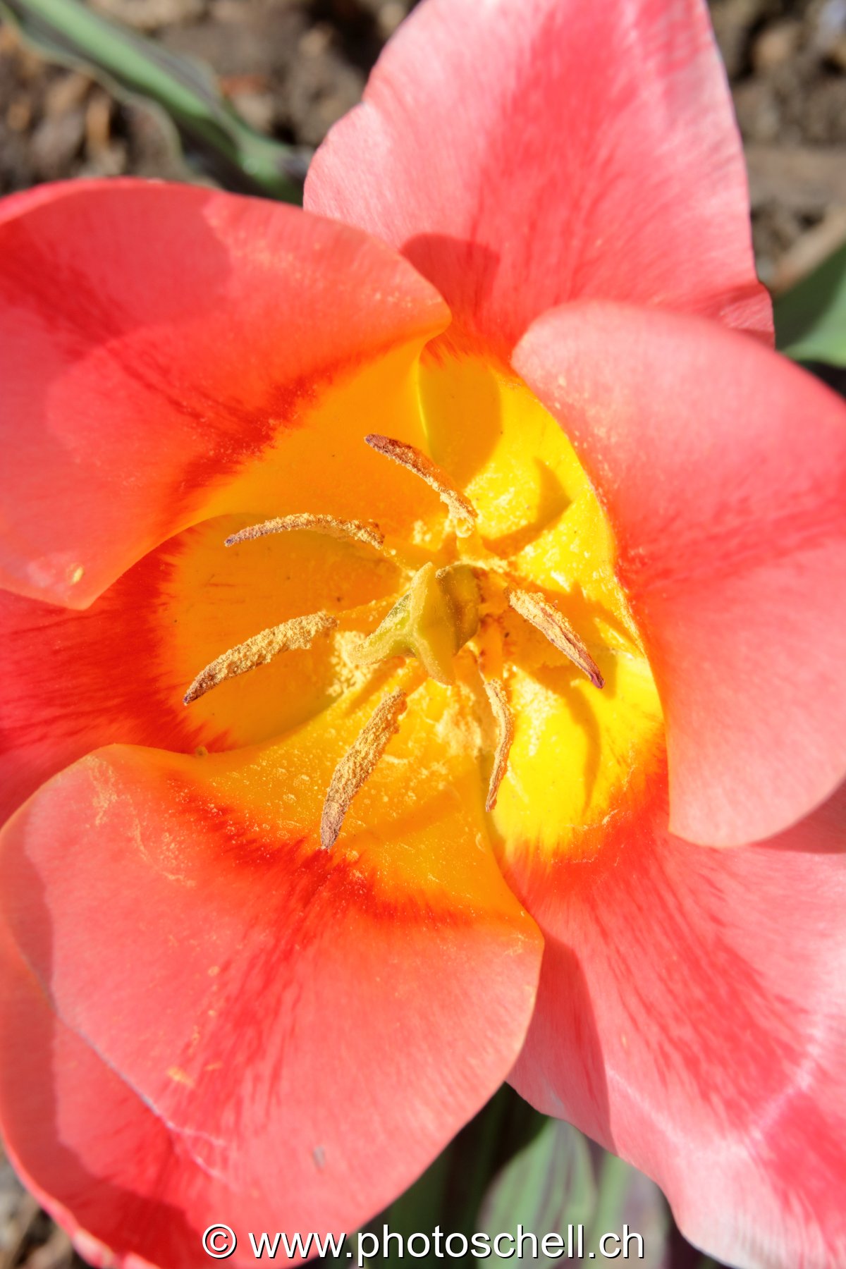Tulipe (macro)