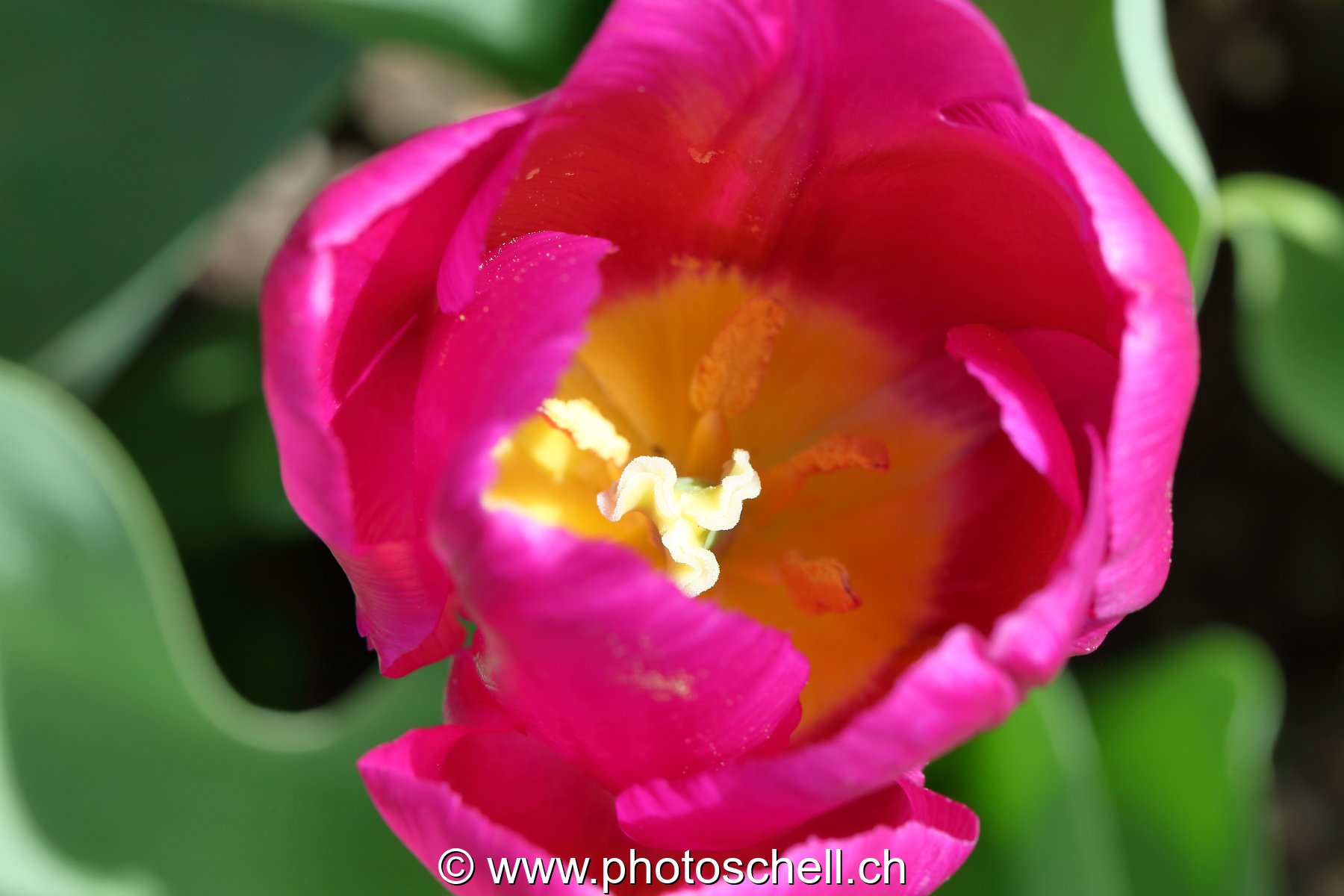 Tulipe