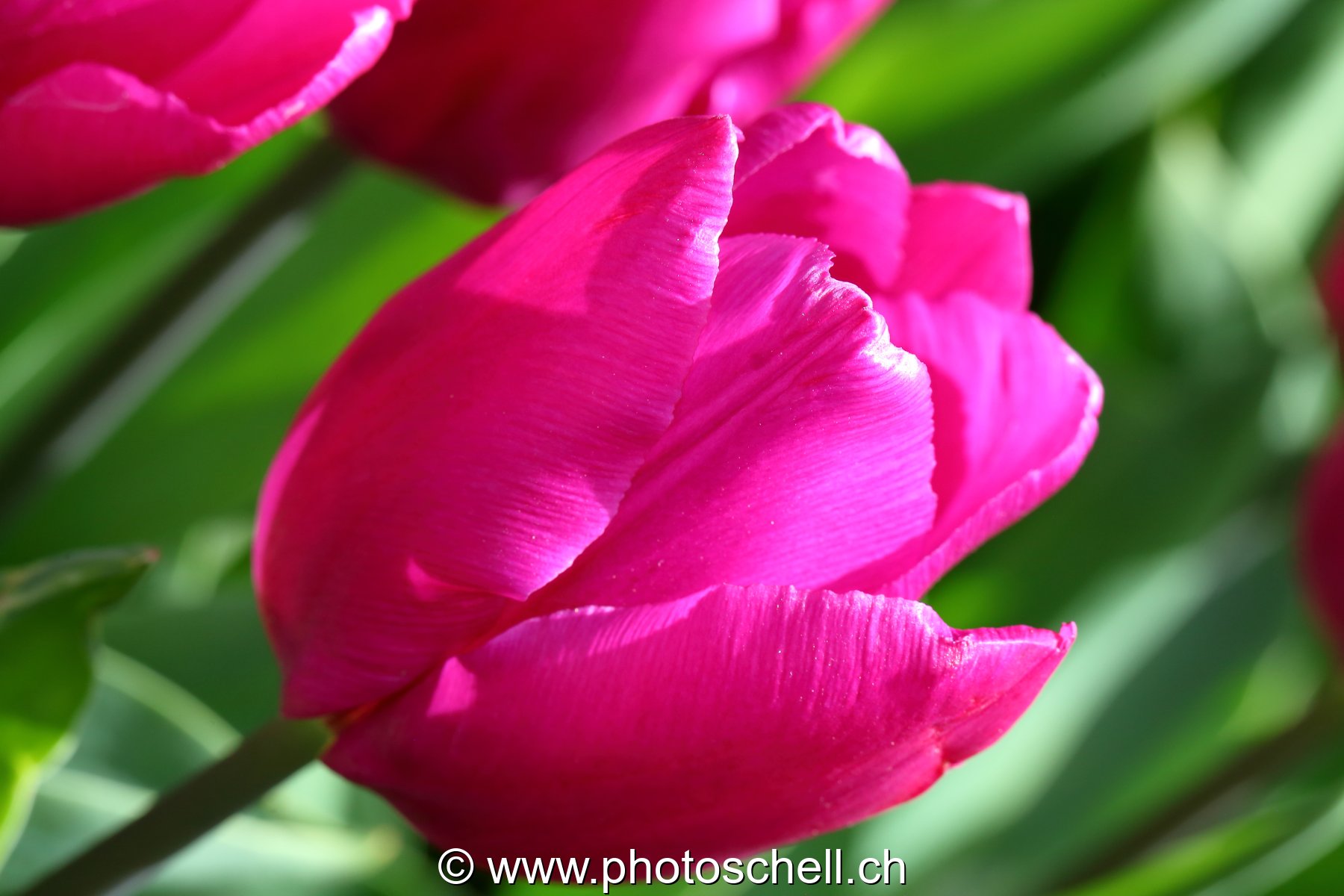 Tulipe