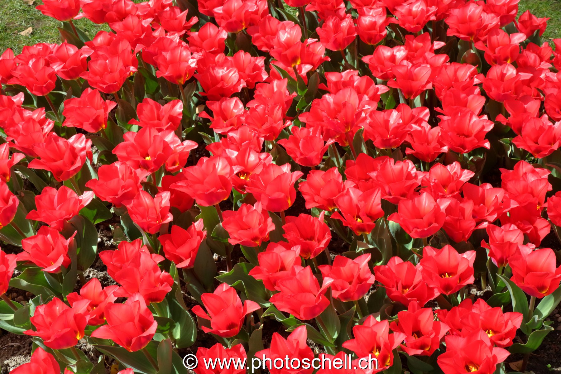 Parterre de tulipes