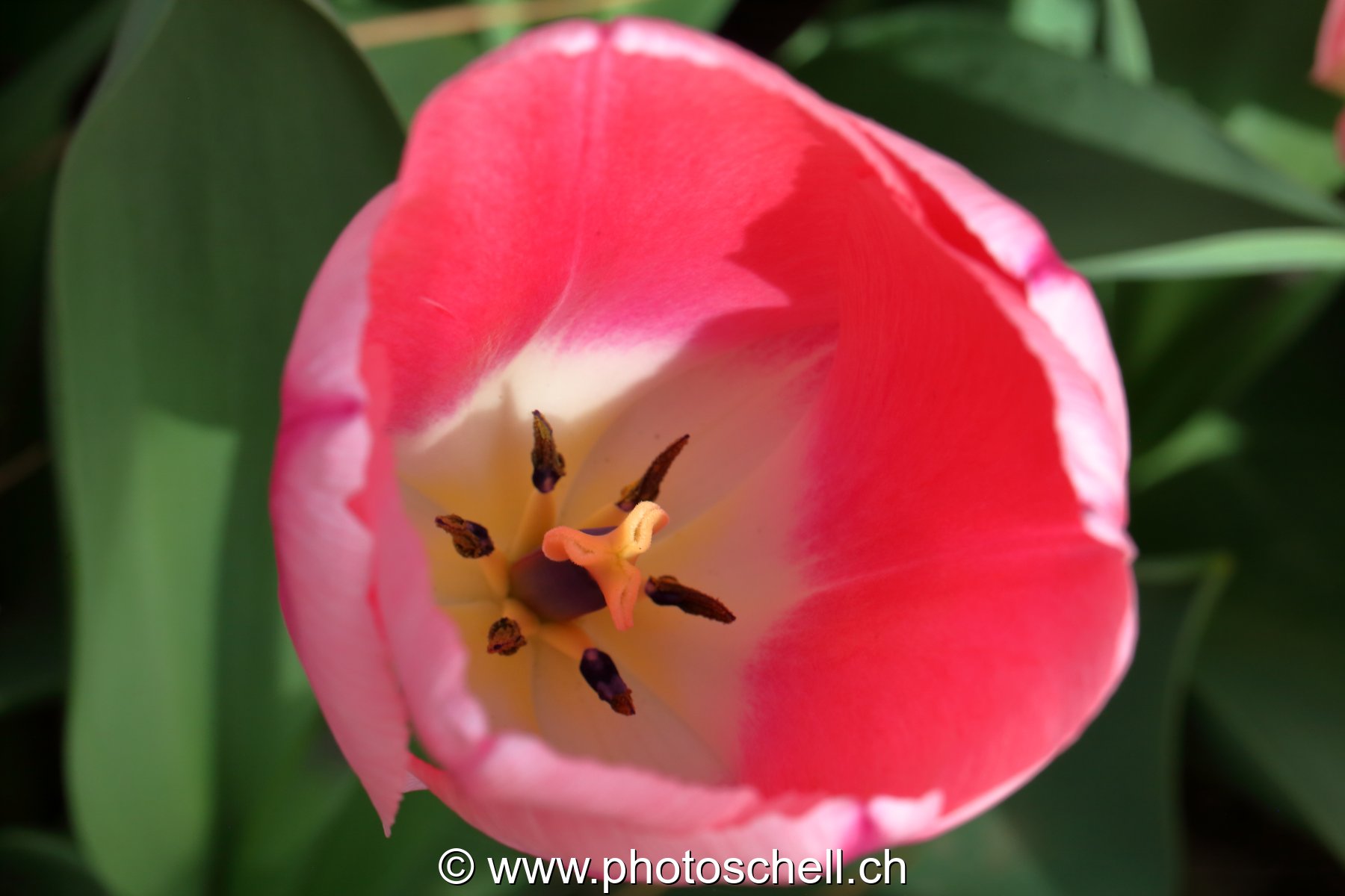 Tulipe