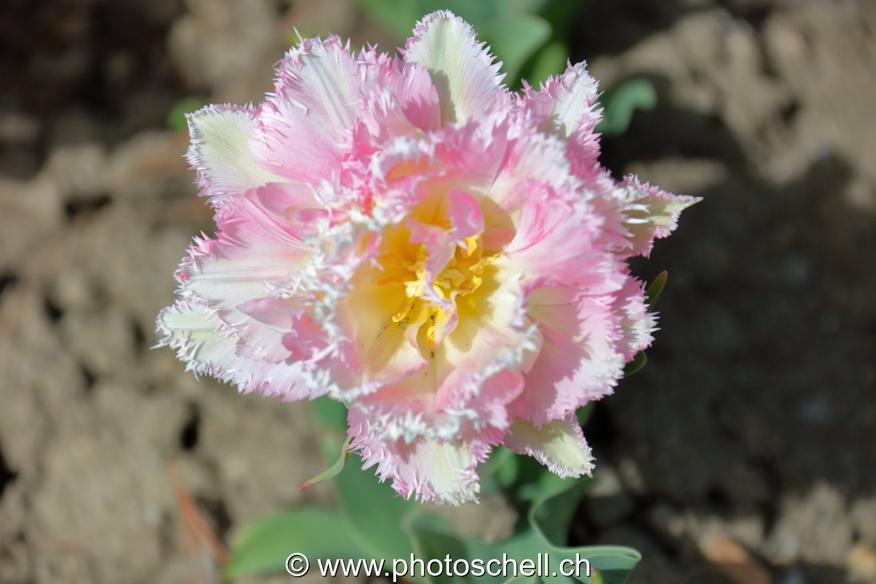 Tulipe dentellée (macro)