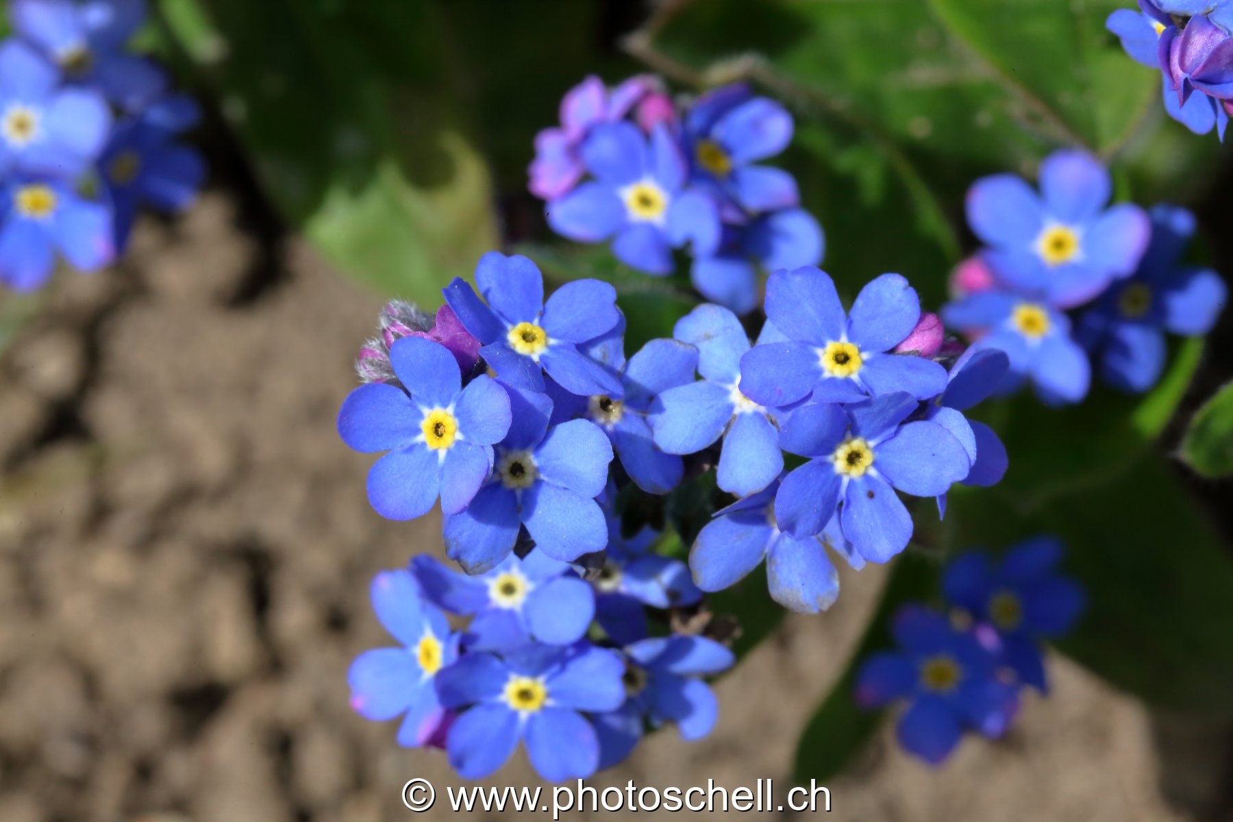 Myosotis bleus