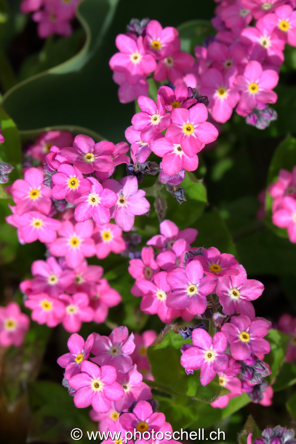 Myosotis roses