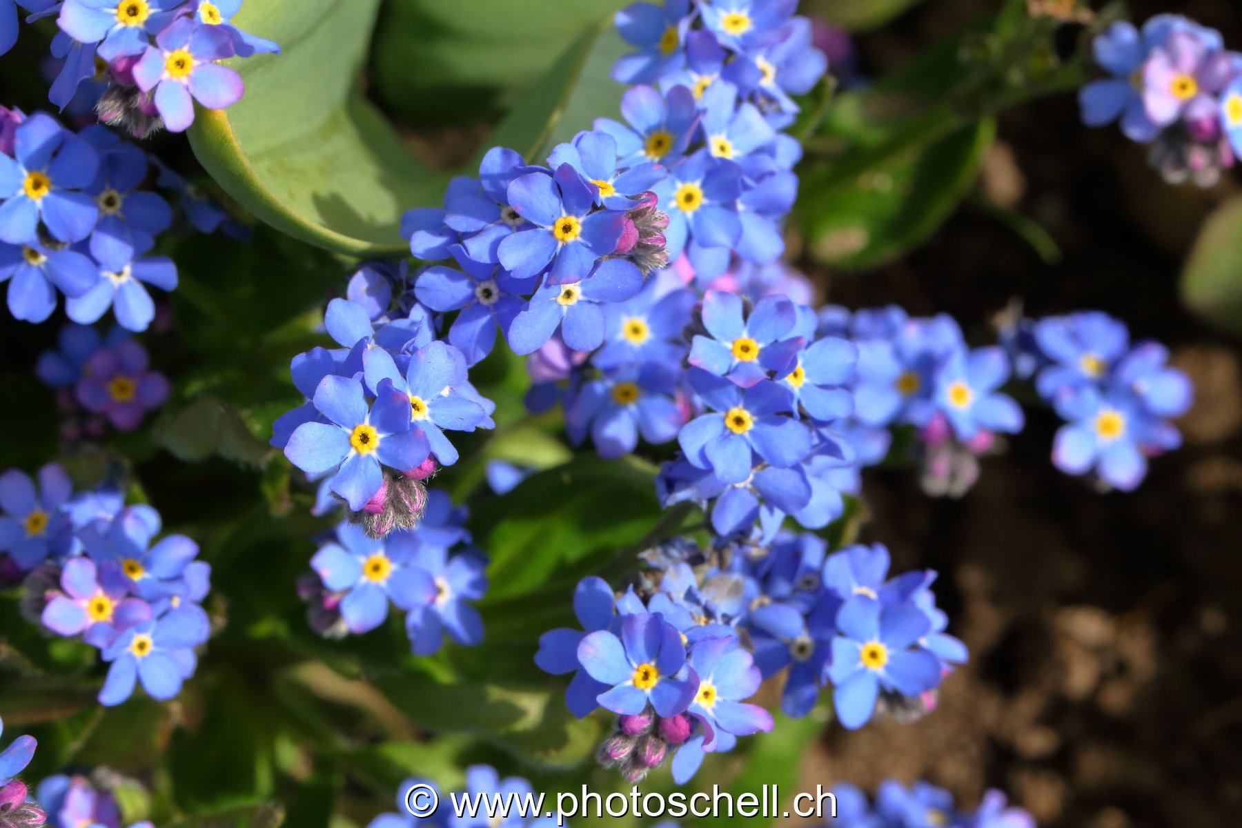 Myosotis bleus