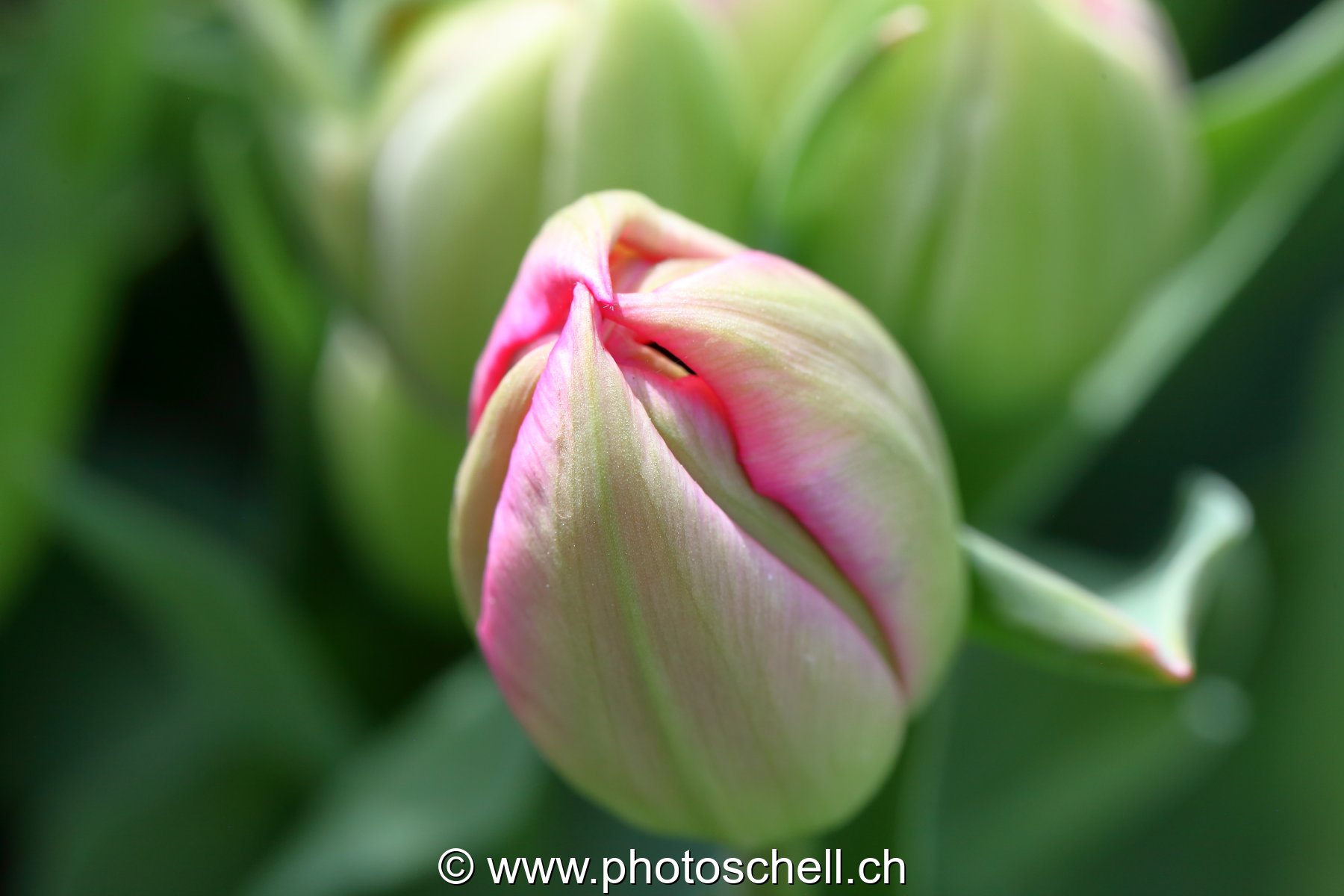 Bougeon de tulipe triple