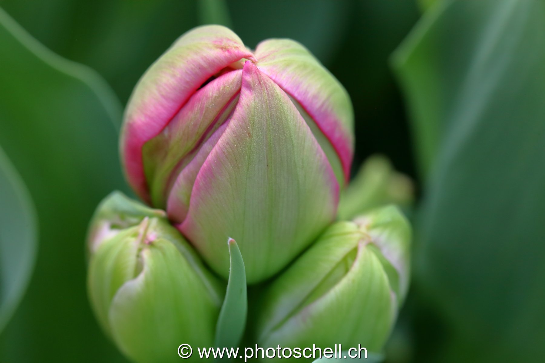 Bougeon de tulipe triple