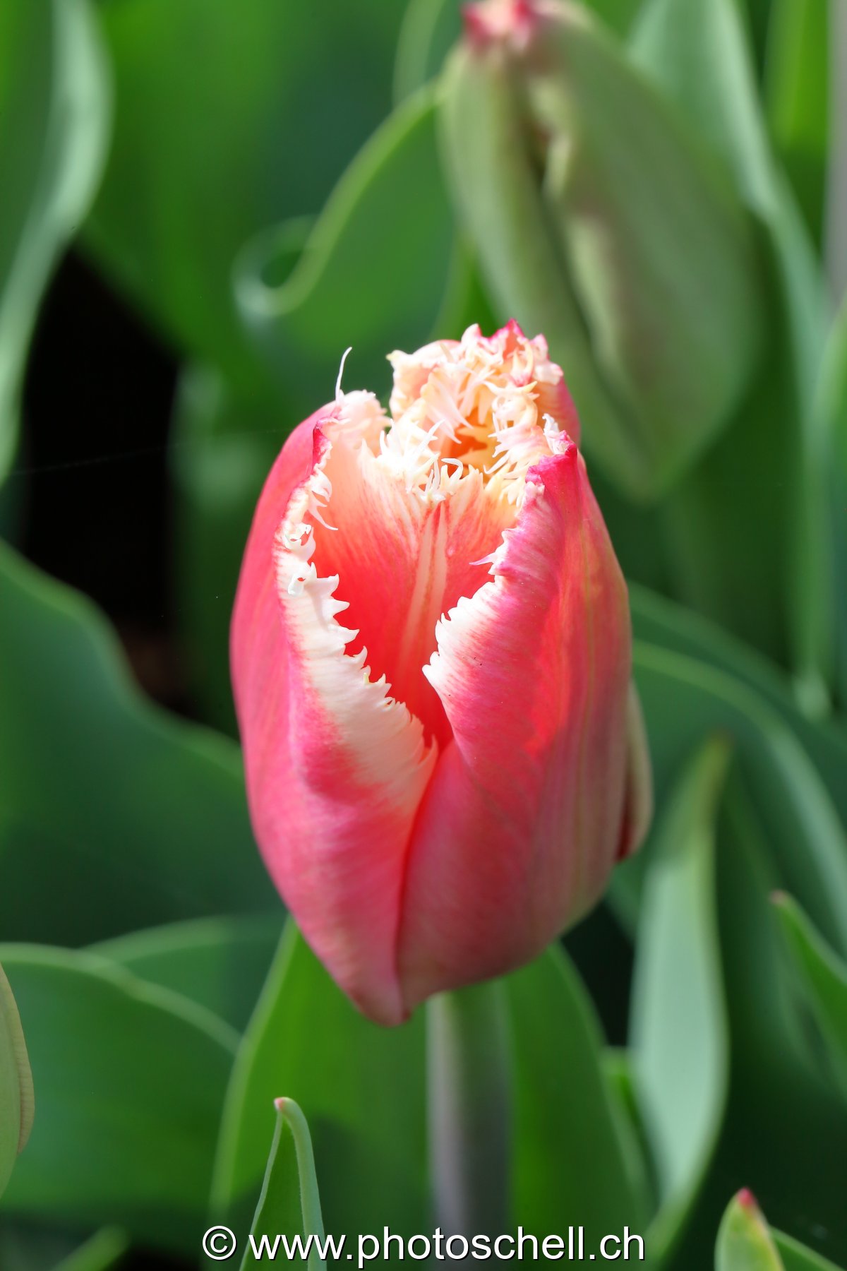 Tulipe dentellée
