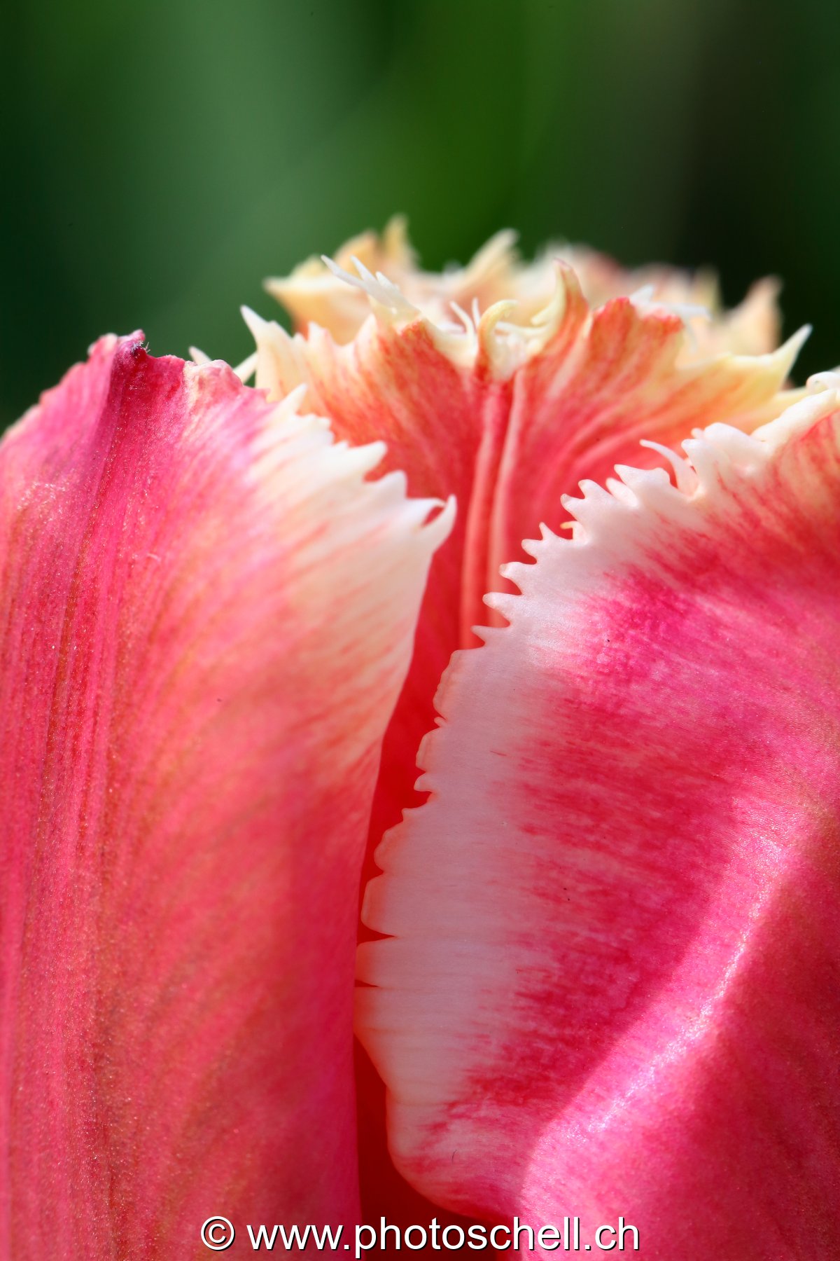 Tulipe dentellée (macro)