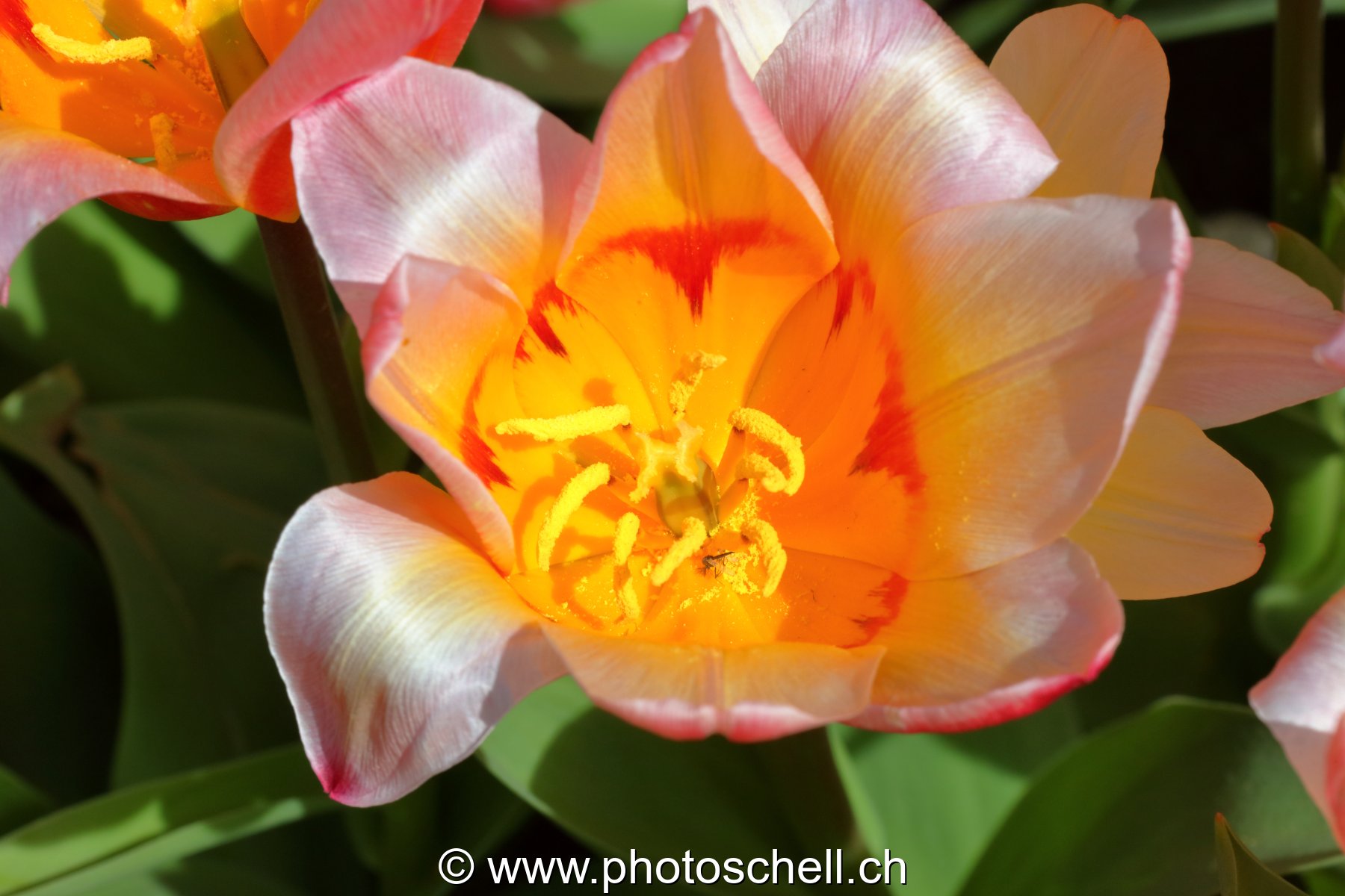 Tulipe