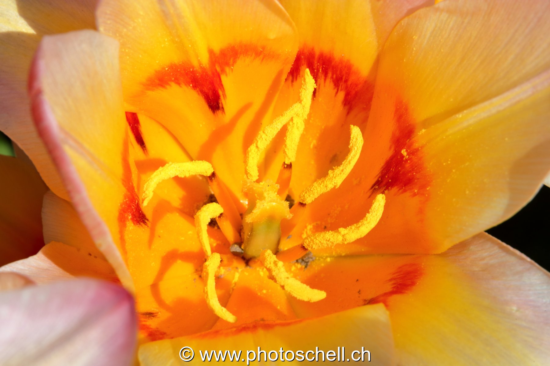 Tulipe (macro)