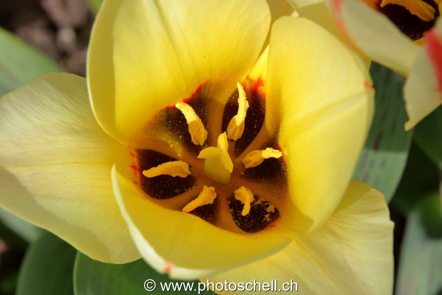Tulipe