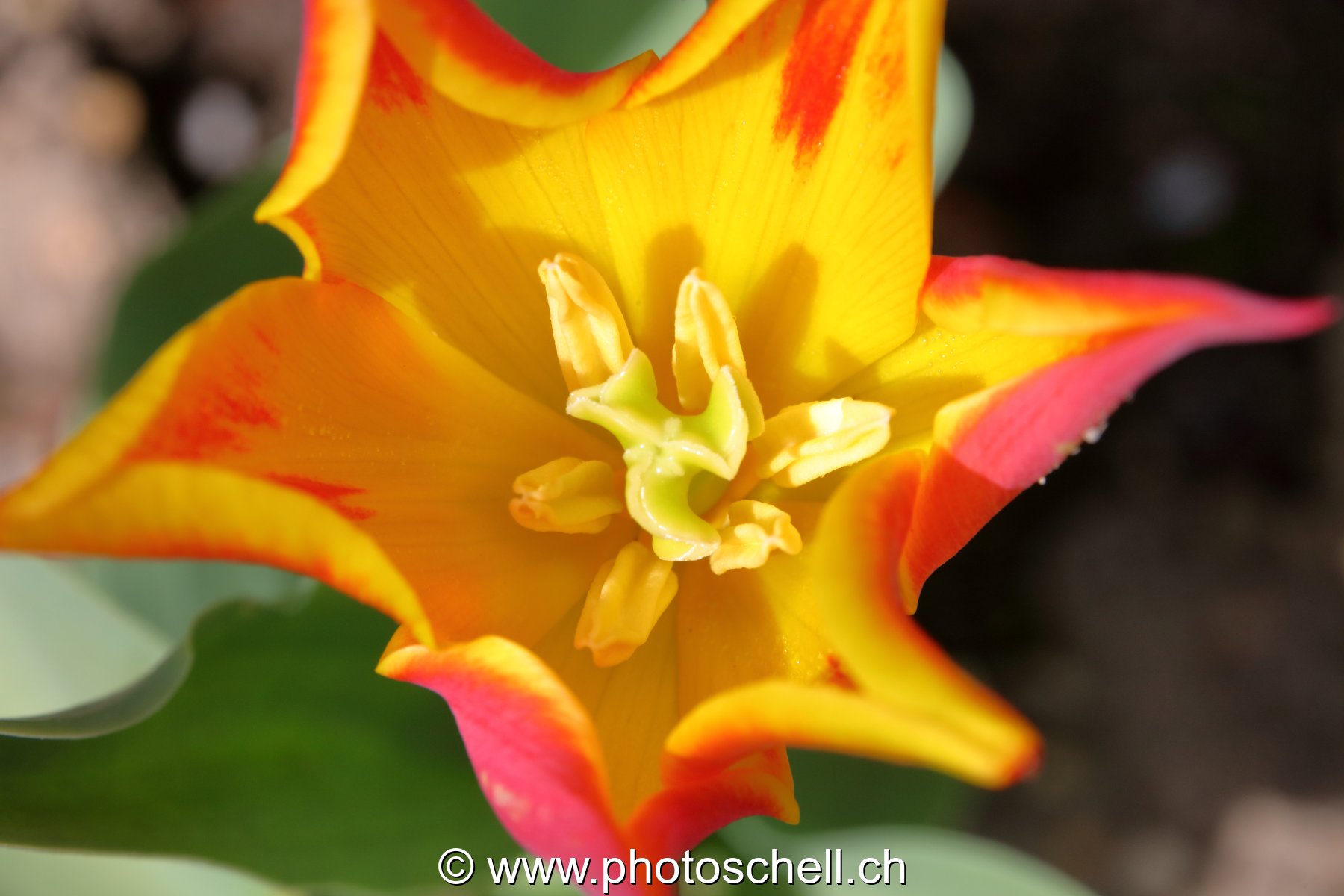 Tulipe
