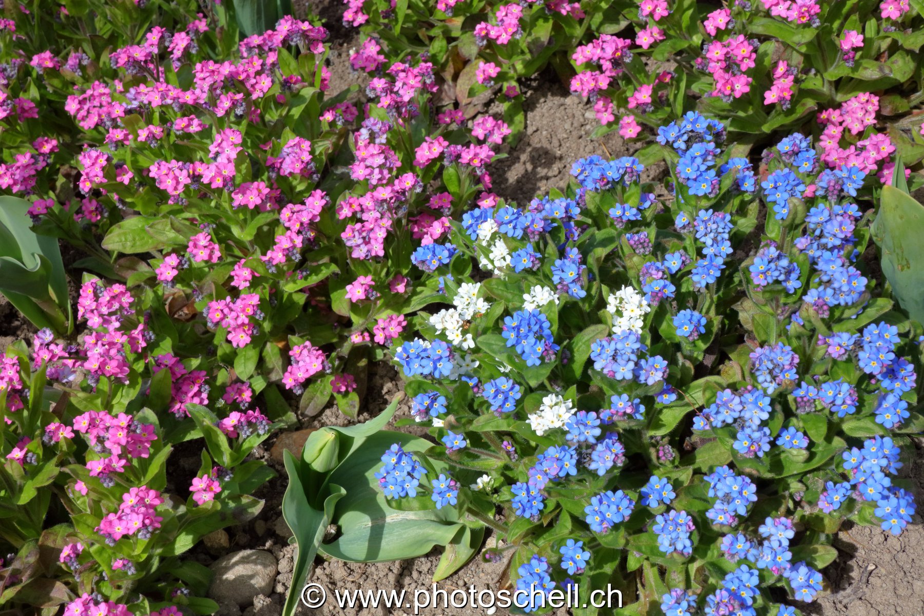 Myosotis bleus/blancs/roses