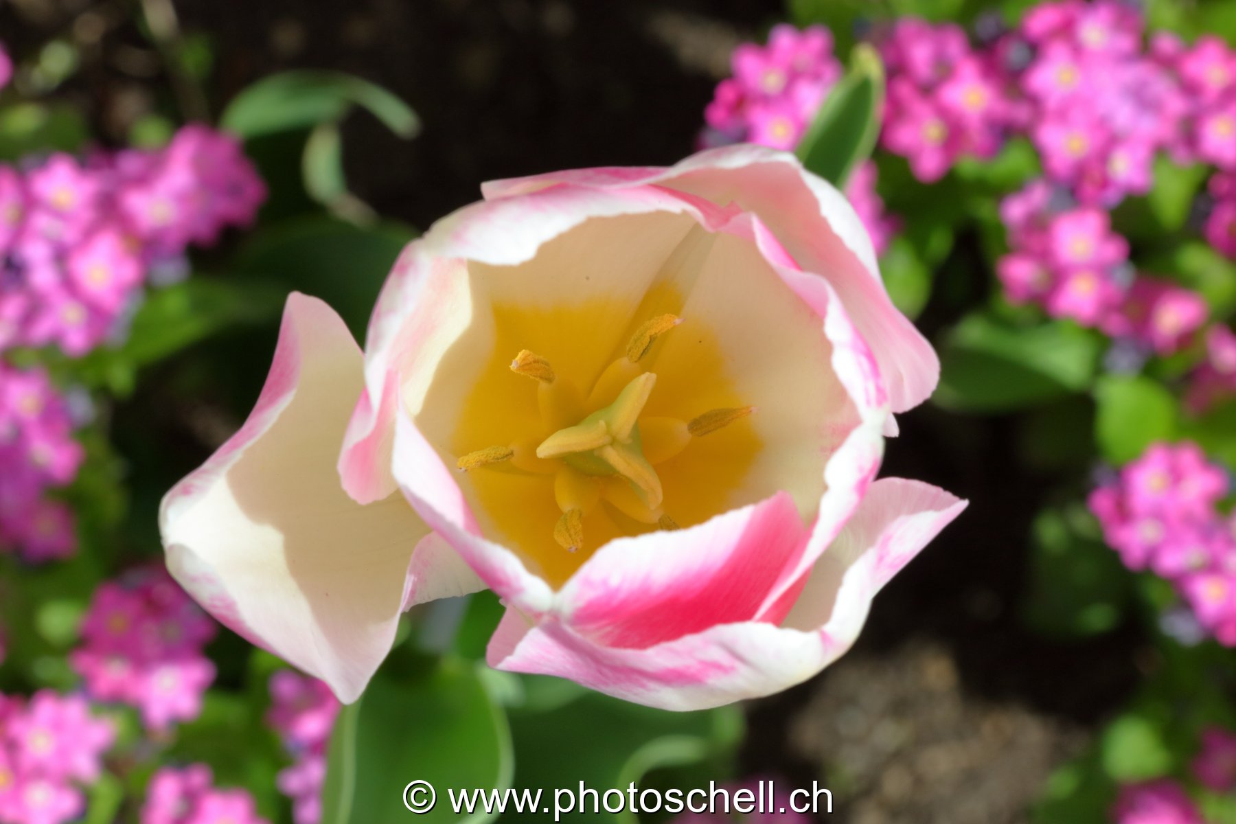 Tulipe