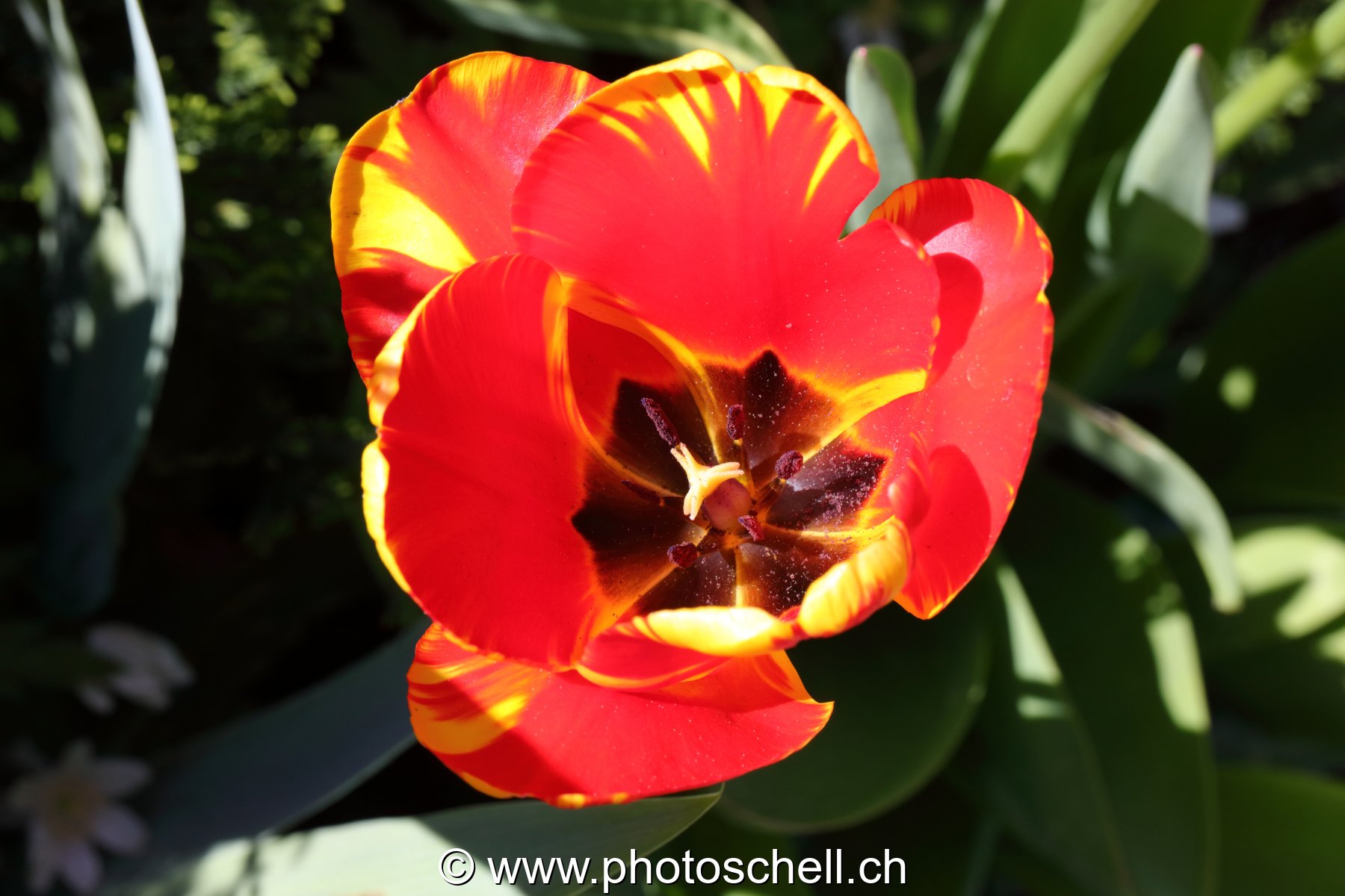 Tulipe
