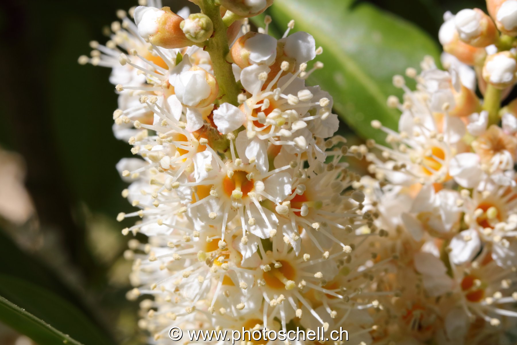 Fleurs