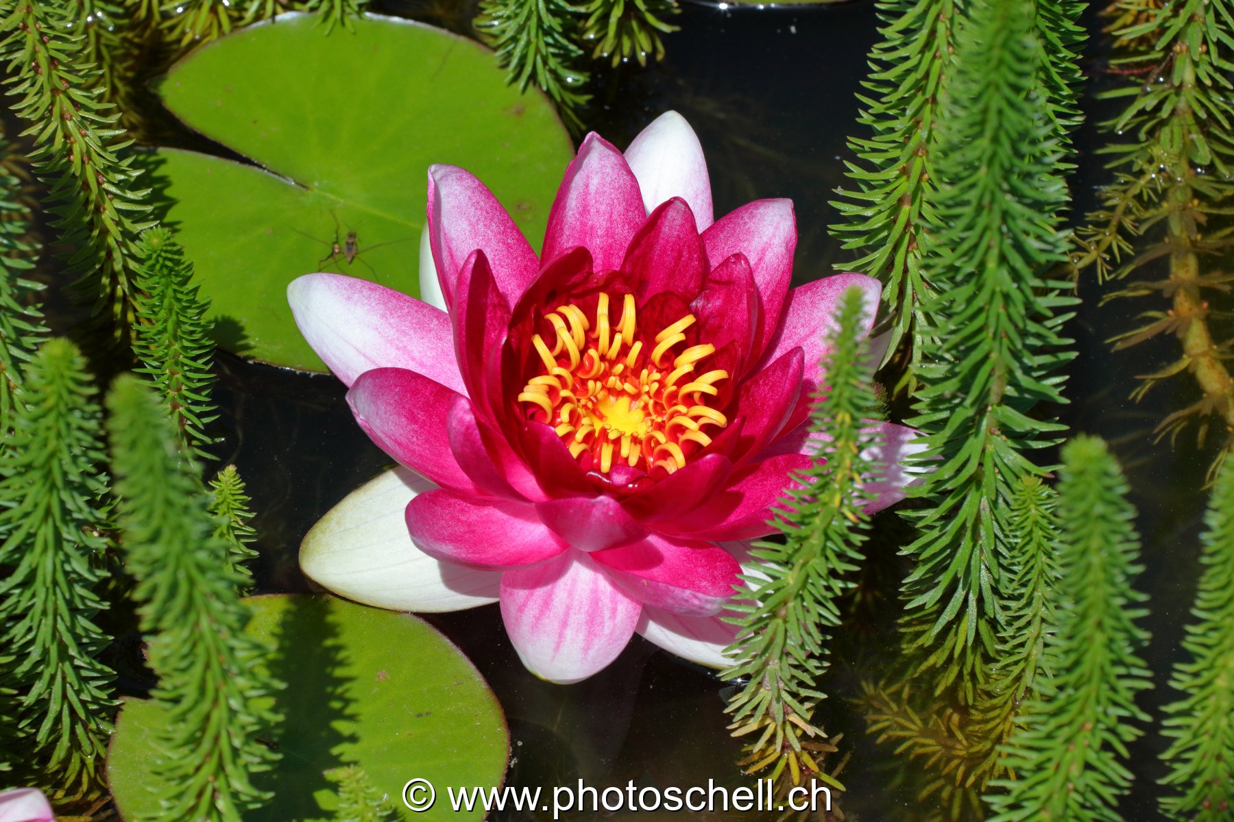 Fleur de nénuphar