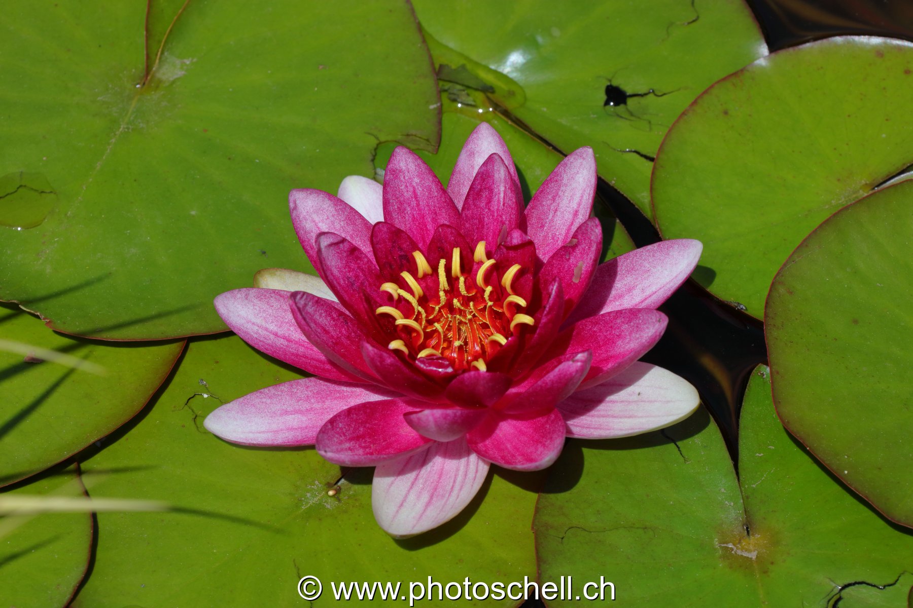 Fleur de nénuphar