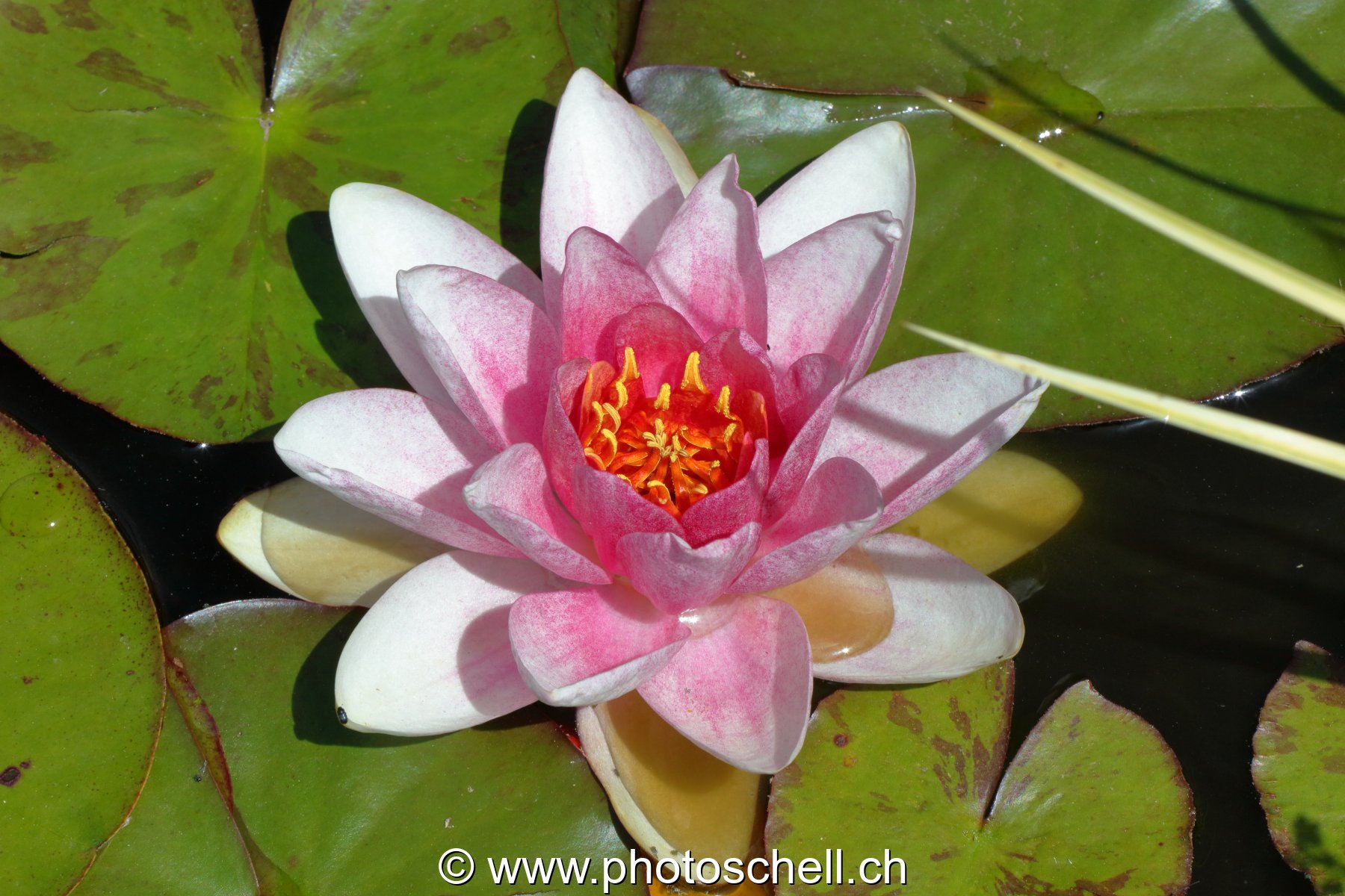 Fleur de nénuphar