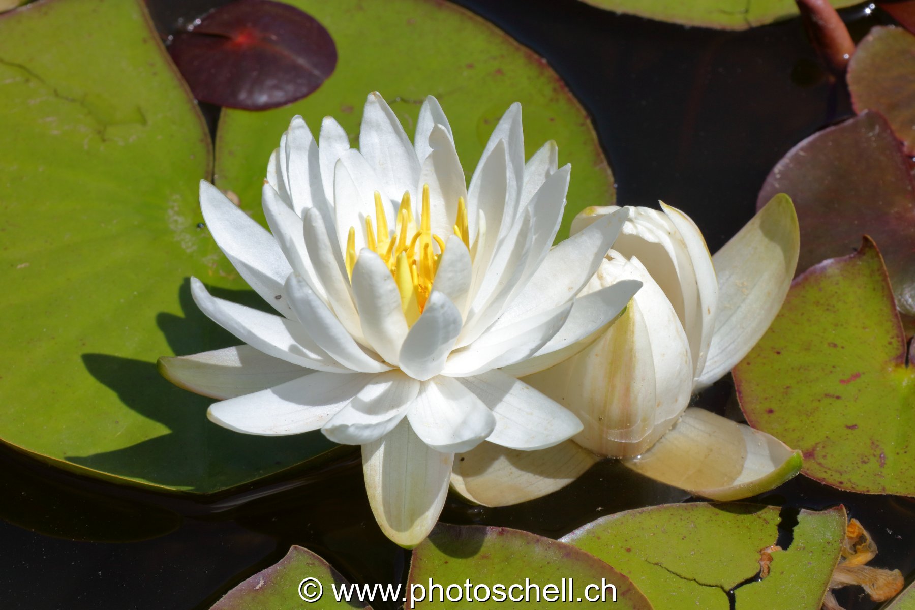 Fleur de nénuphar