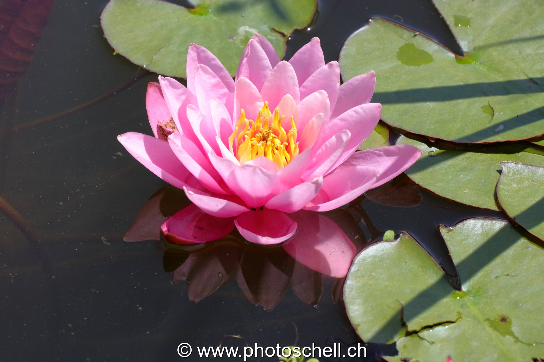 Fleur de nénuphar