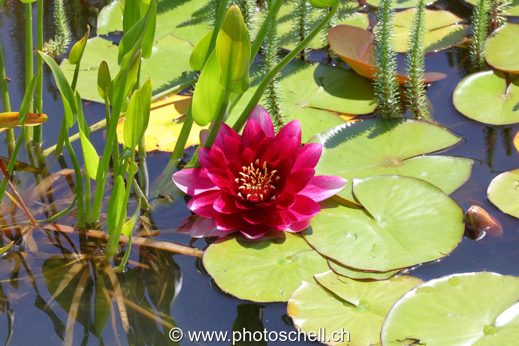 Fleur de nénuphar