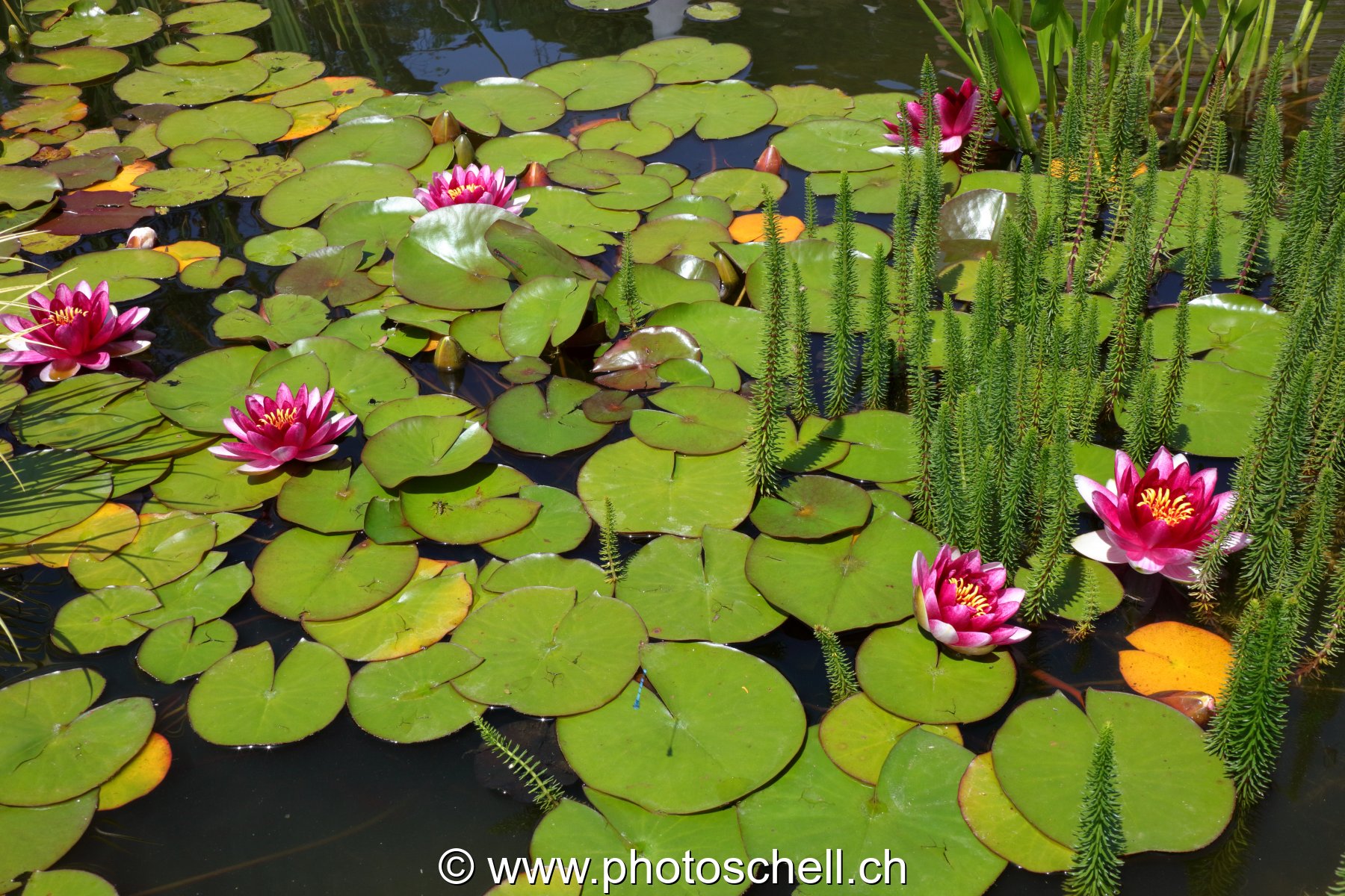 Fleurs de nénuphar