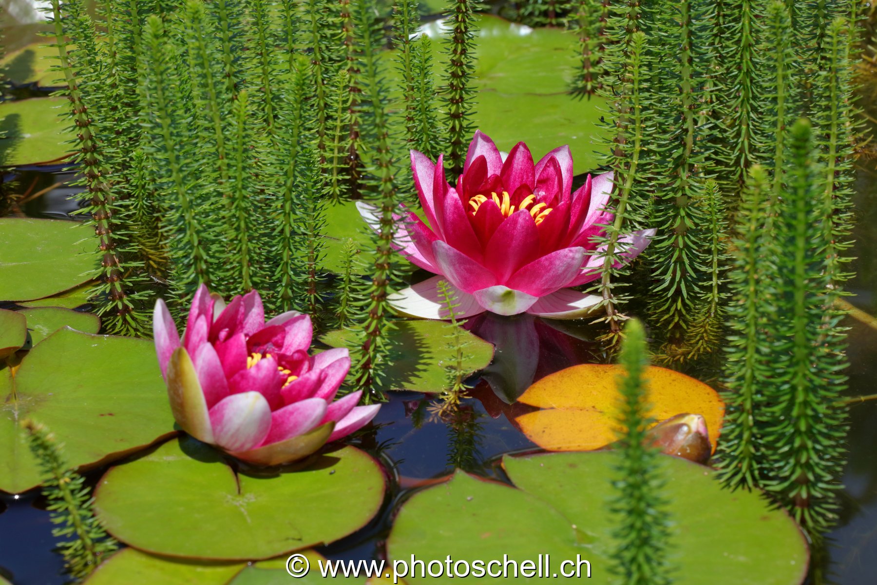 Fleur de nénuphar