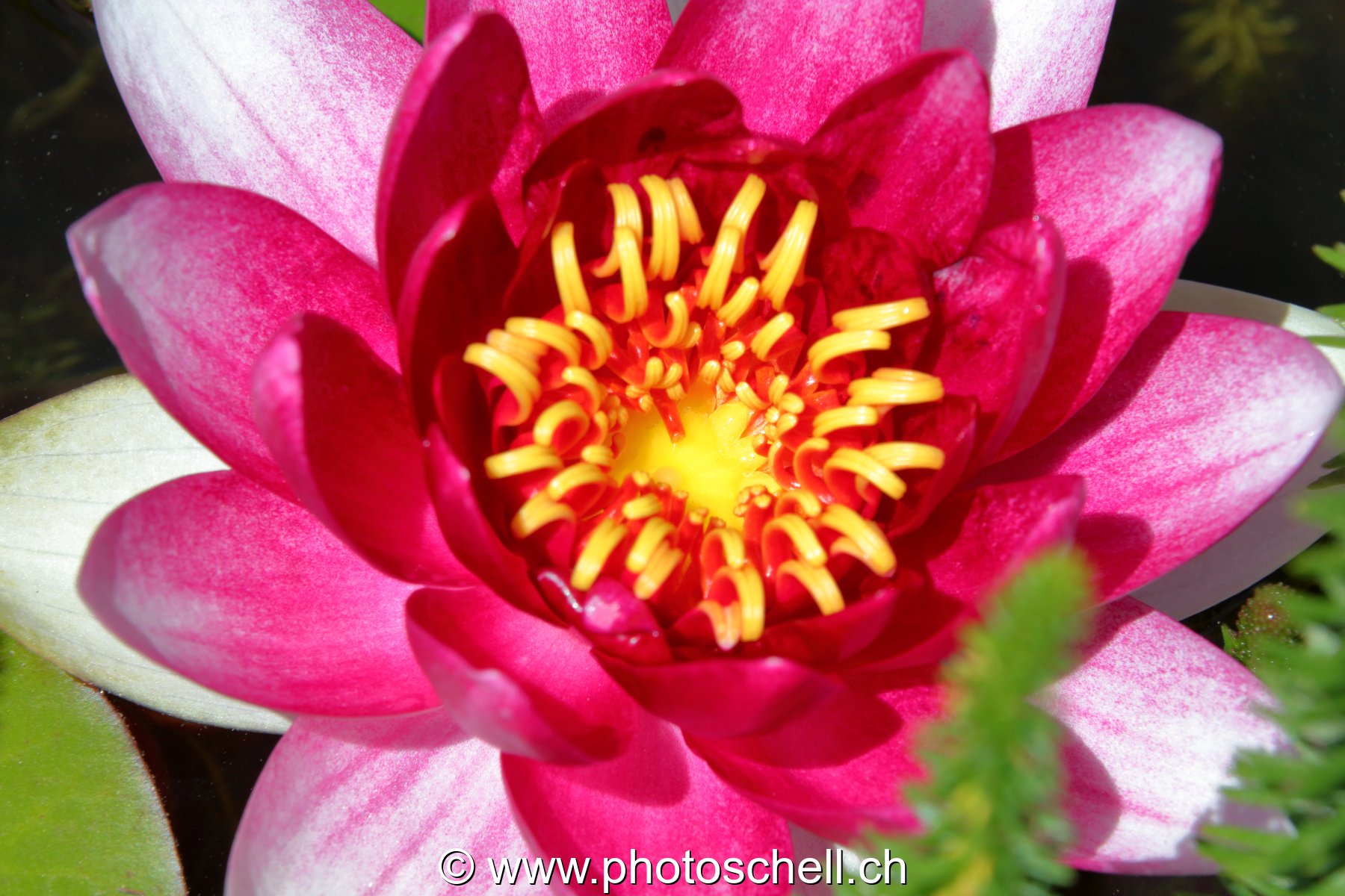 Fleur de nénuphar (macro)