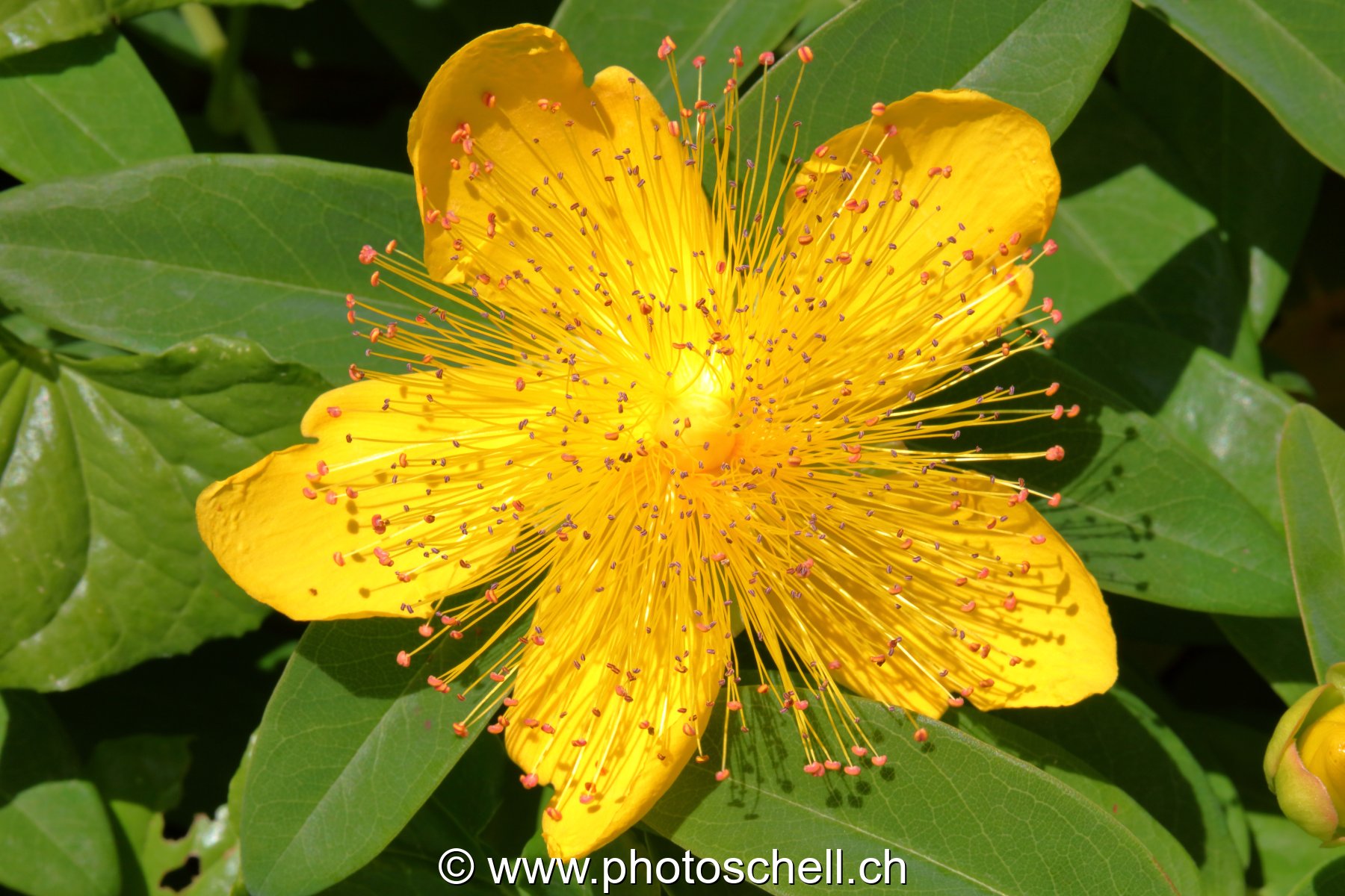 Fleurs du sud de la France