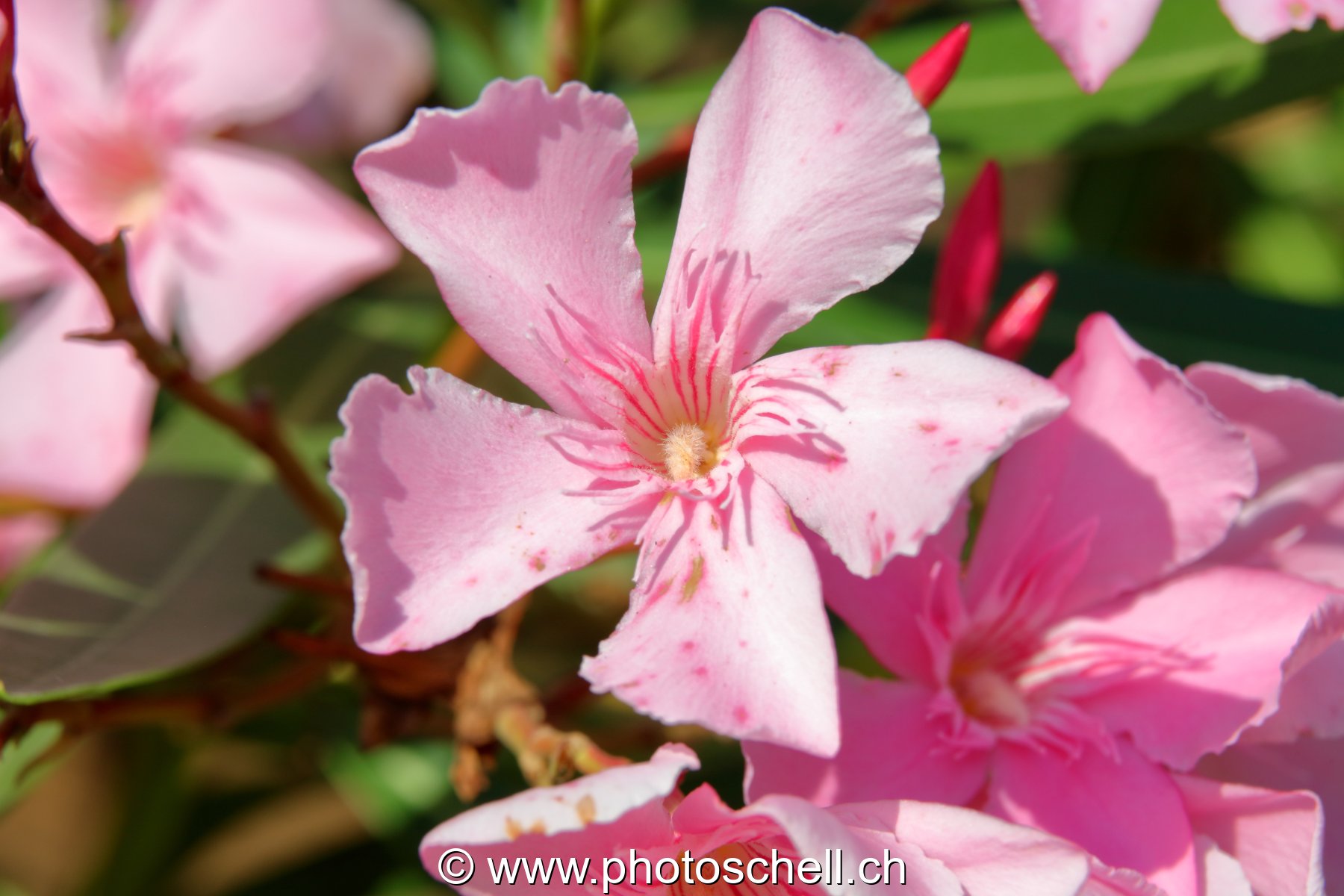 Fleurs du sud de la France