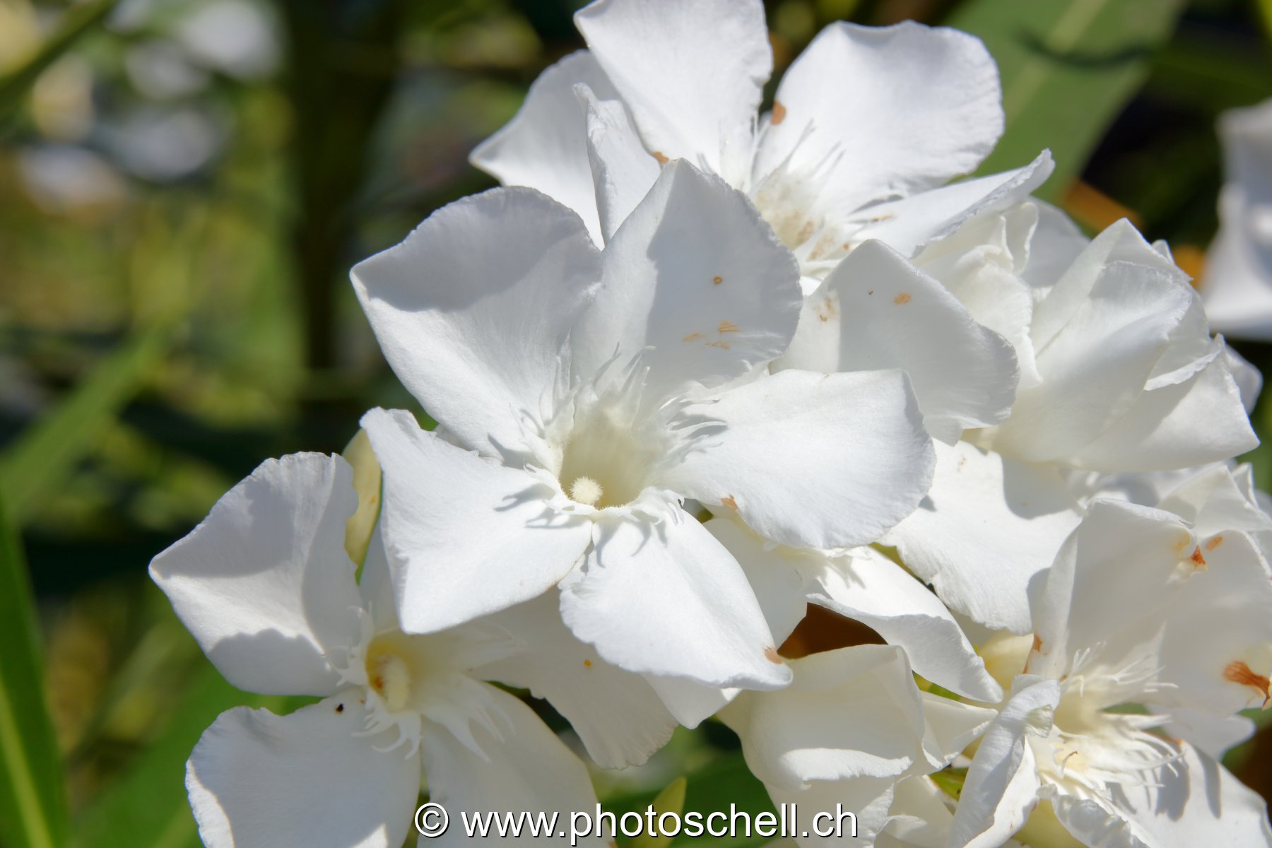 Fleurs du sud de la France