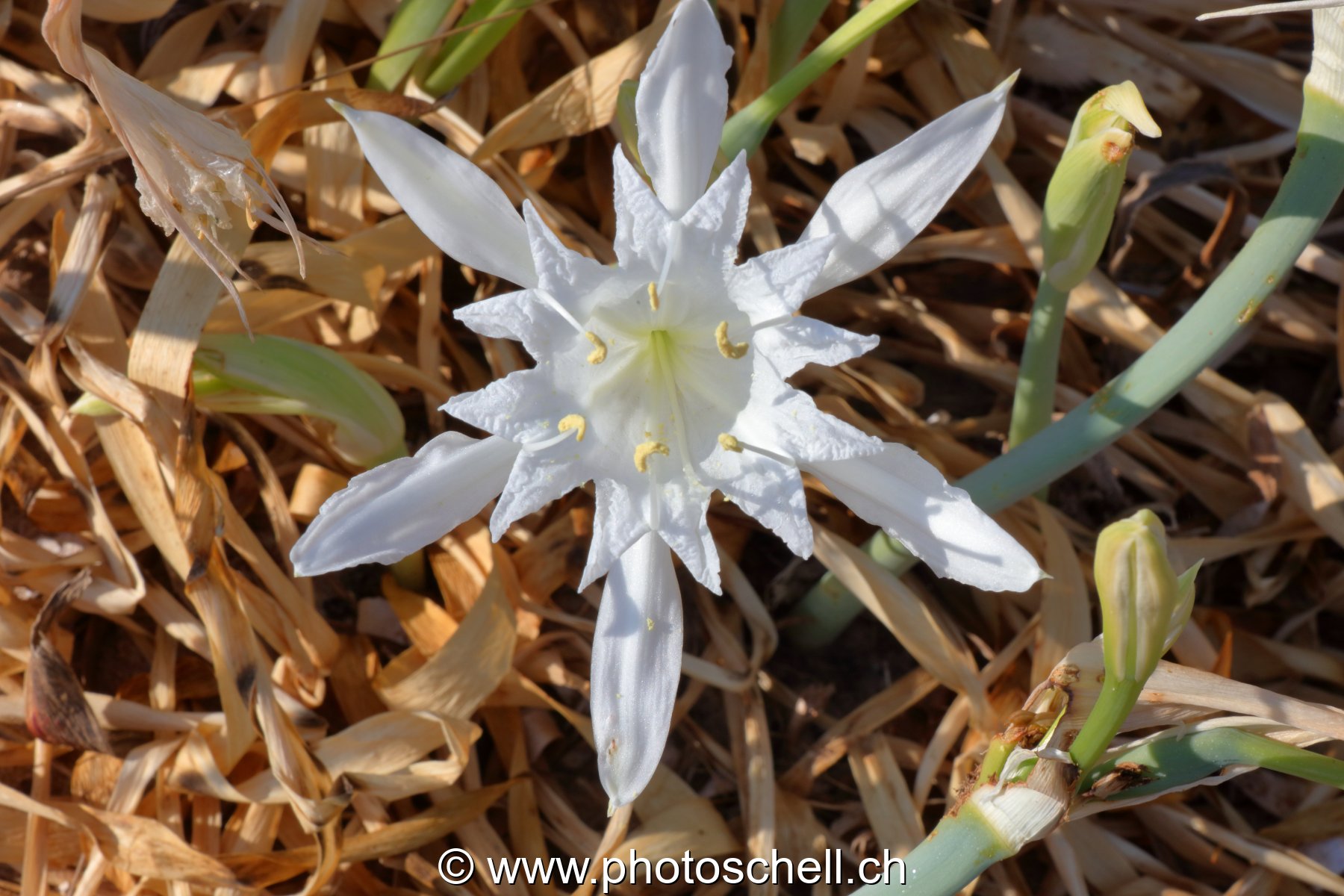Fleurs du sud de la France