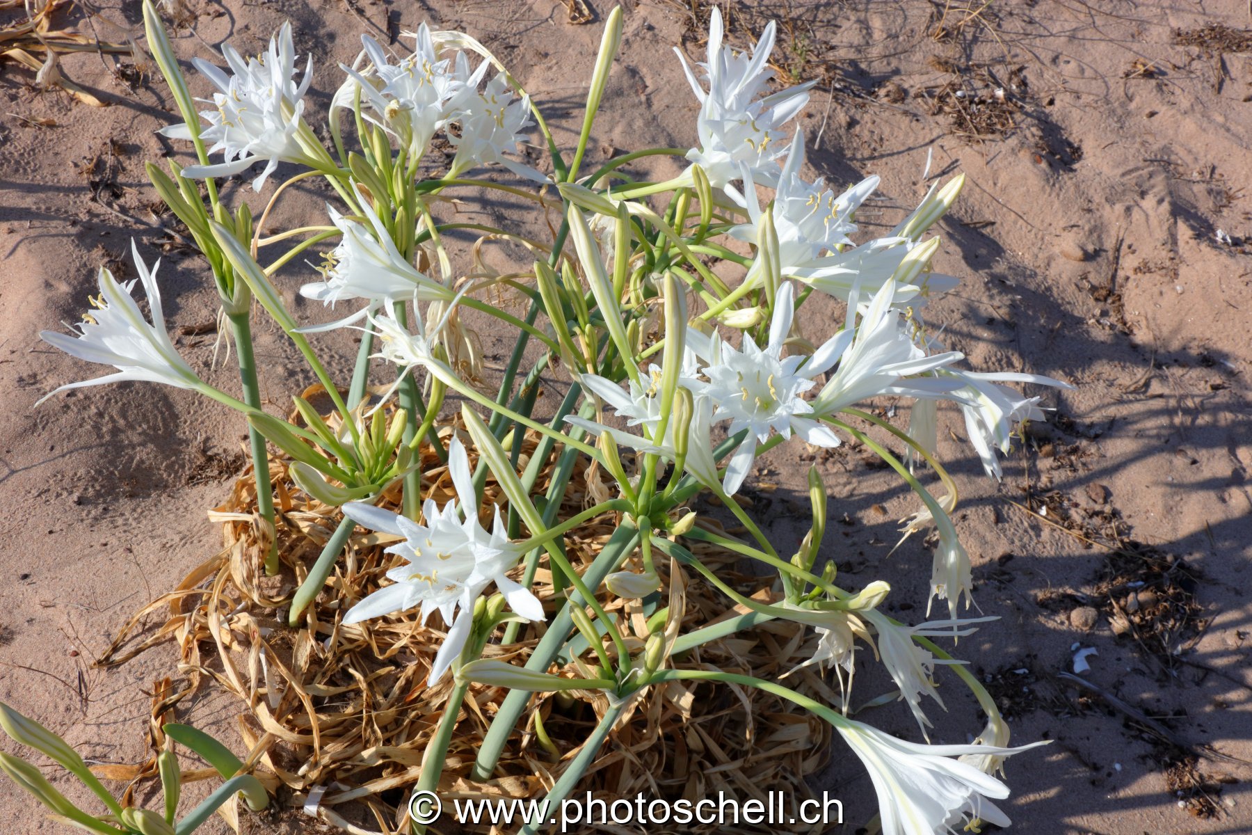 Fleurs du sud de la France