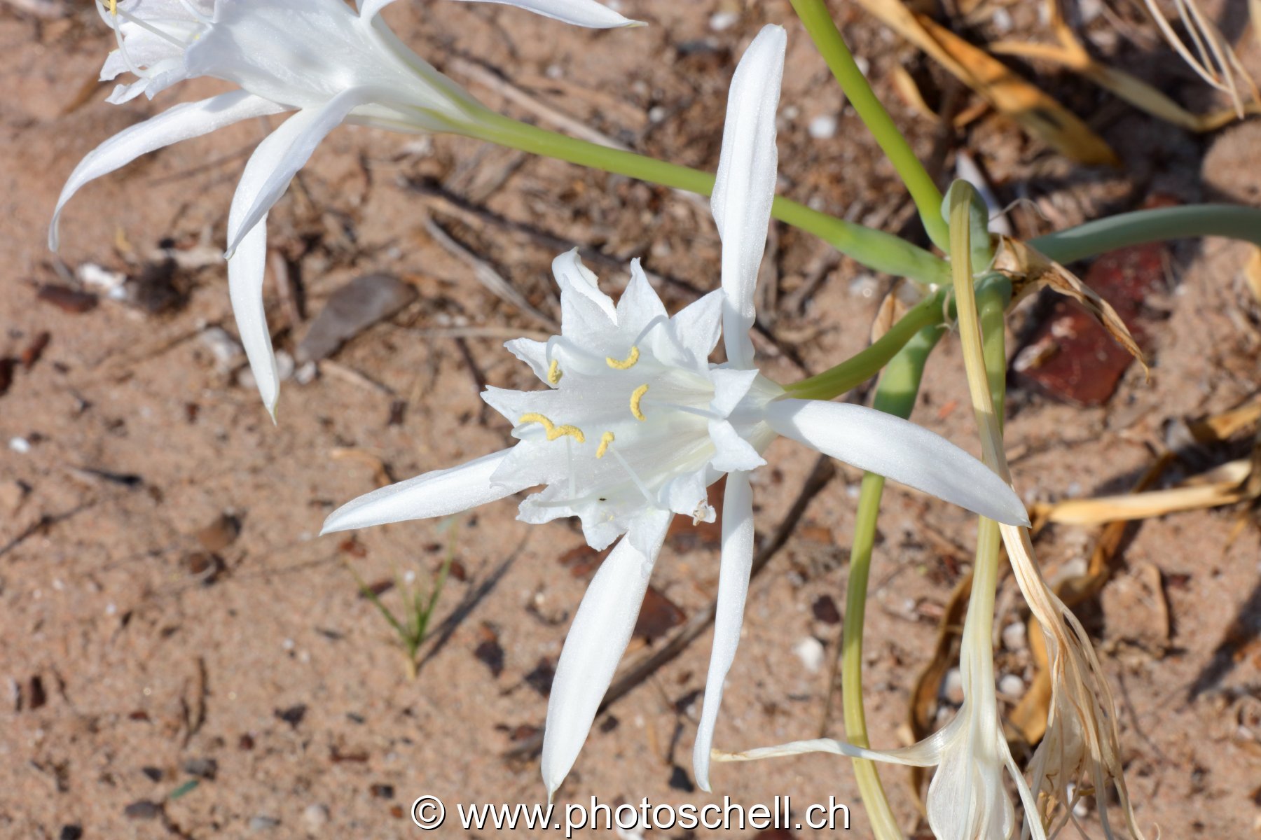 Fleurs du sud de la France